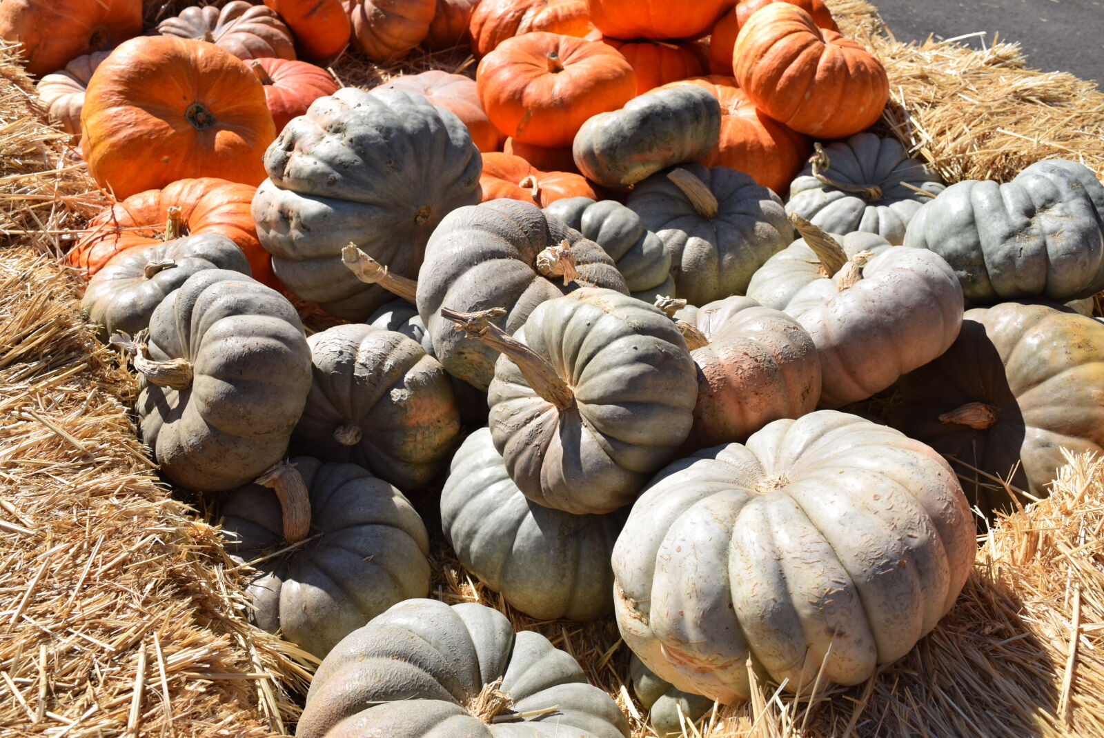 Nikon D3300 sample photo. Autumn, fall, pumpkin photography