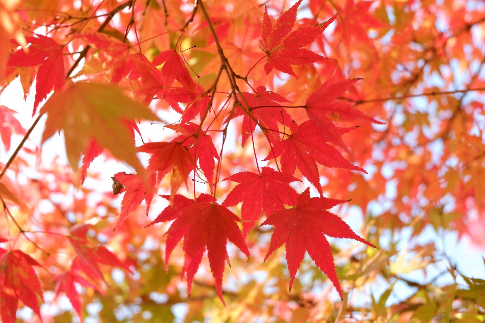 Fujifilm X-A3 sample photo. Fall, leaves, autumn photography