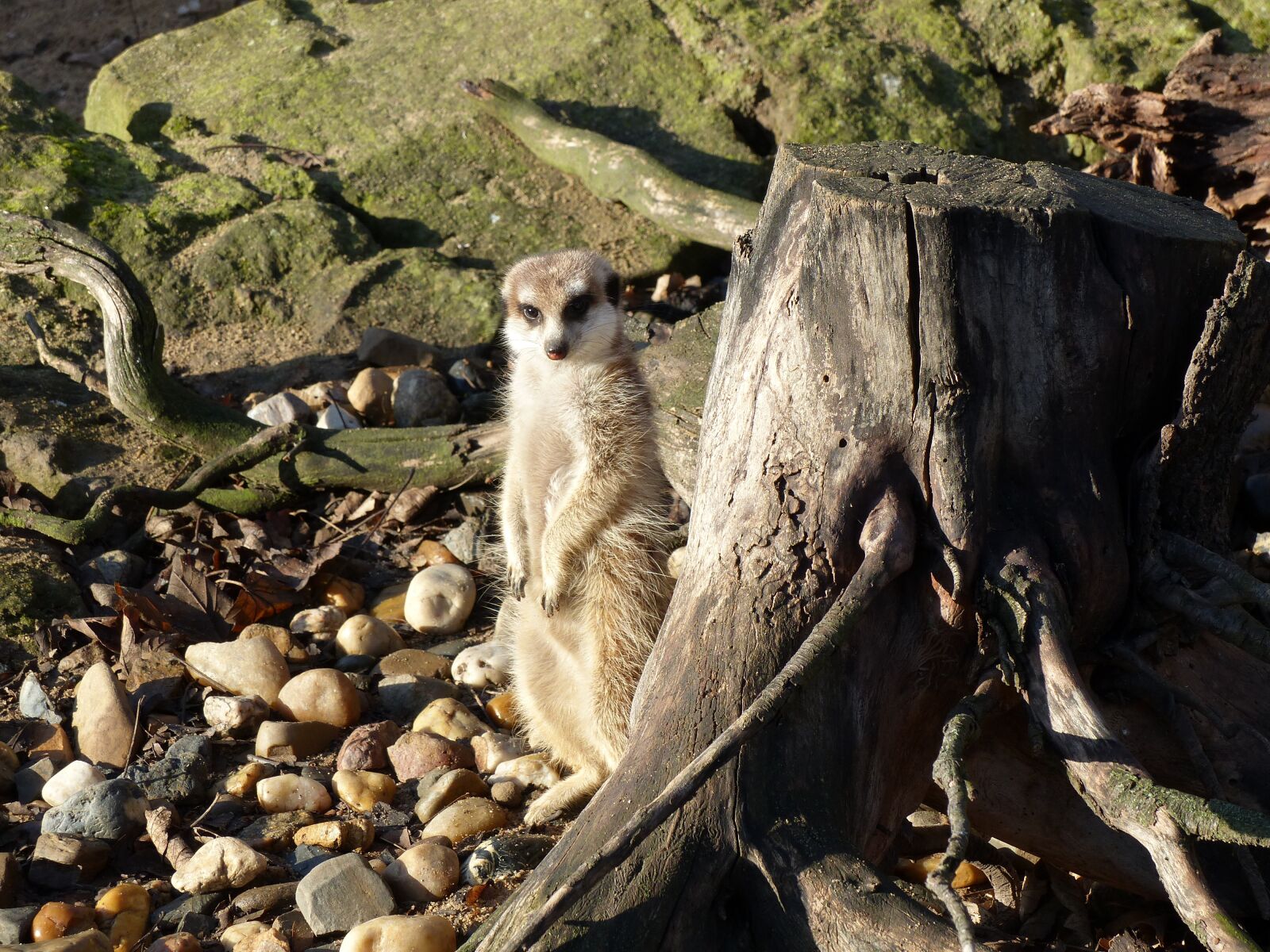 Panasonic Lumix DMC-FZ200 sample photo. Meerkat, zoo, animals photography