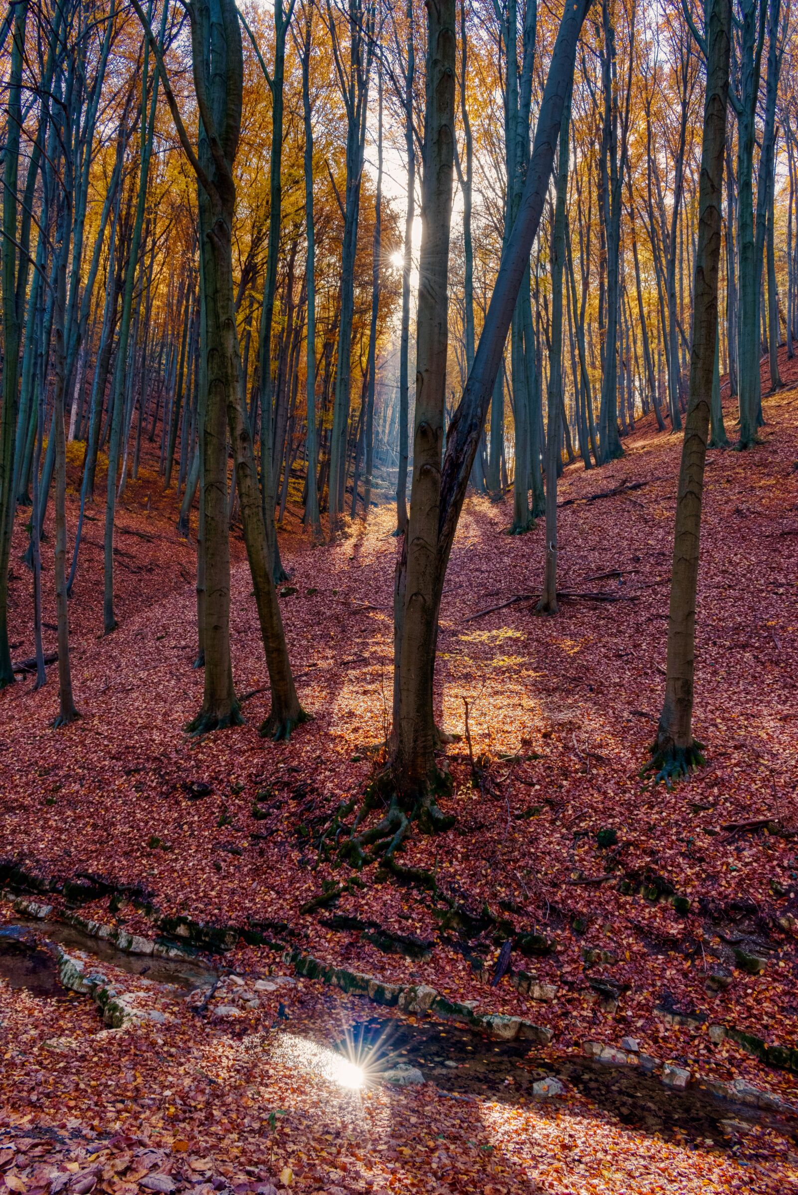 Nikon D5600 sample photo. Autumn, forest, nature photography