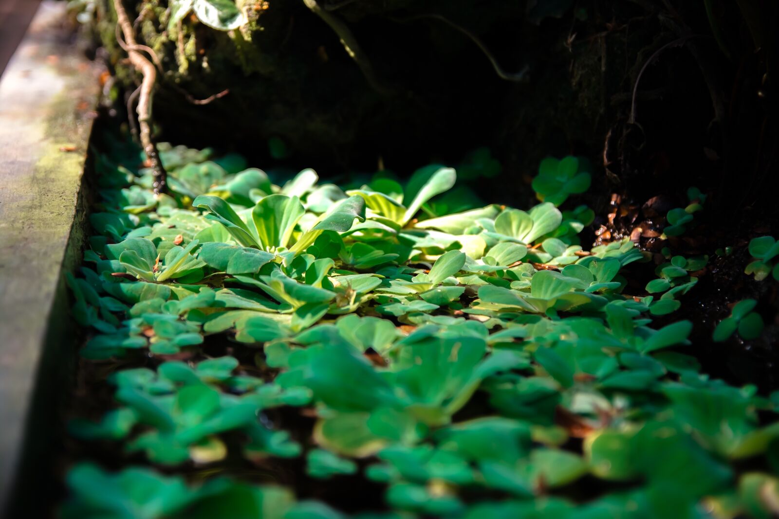 Nikon D5200 sample photo. Tree, art, river photography