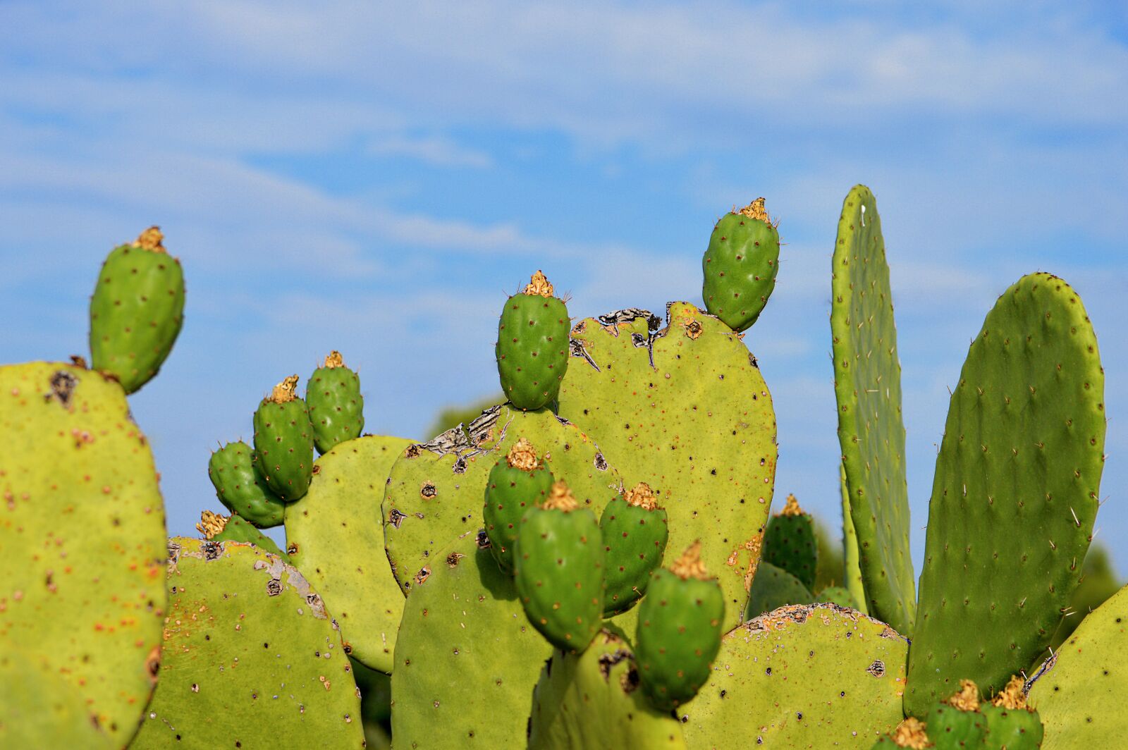 Nikon D3200 sample photo. Prickly pear, prickly pears photography