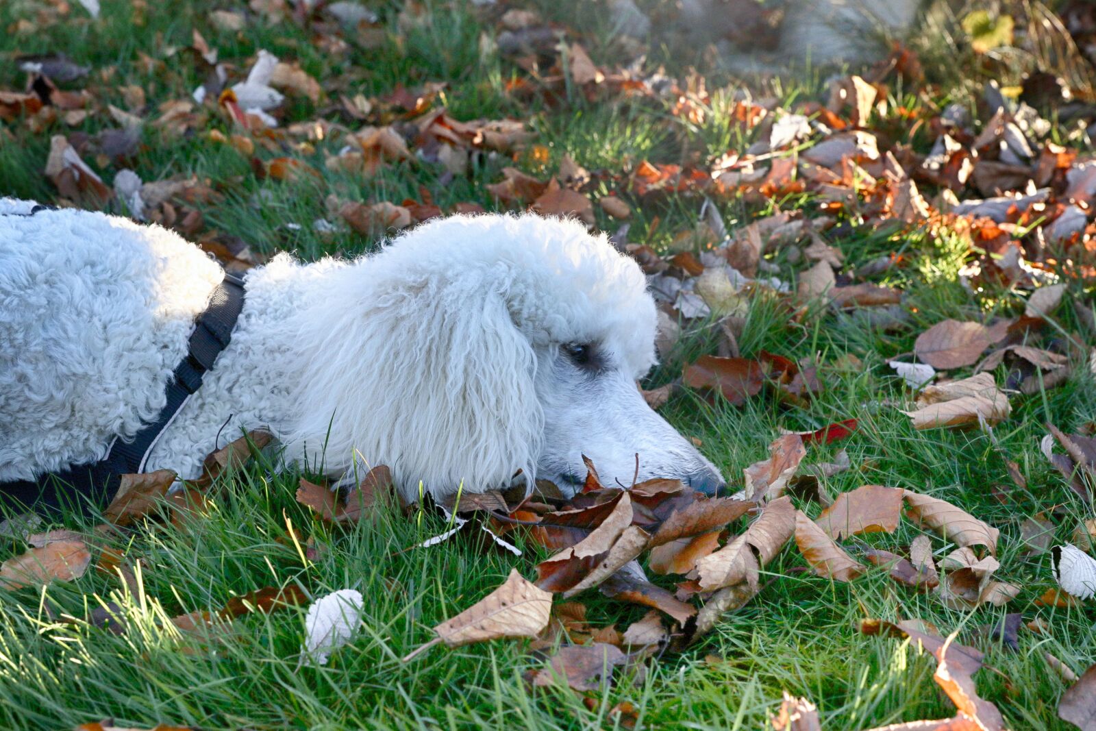 Canon EOS 7D Mark II sample photo. Poodle, portrait, dog photography