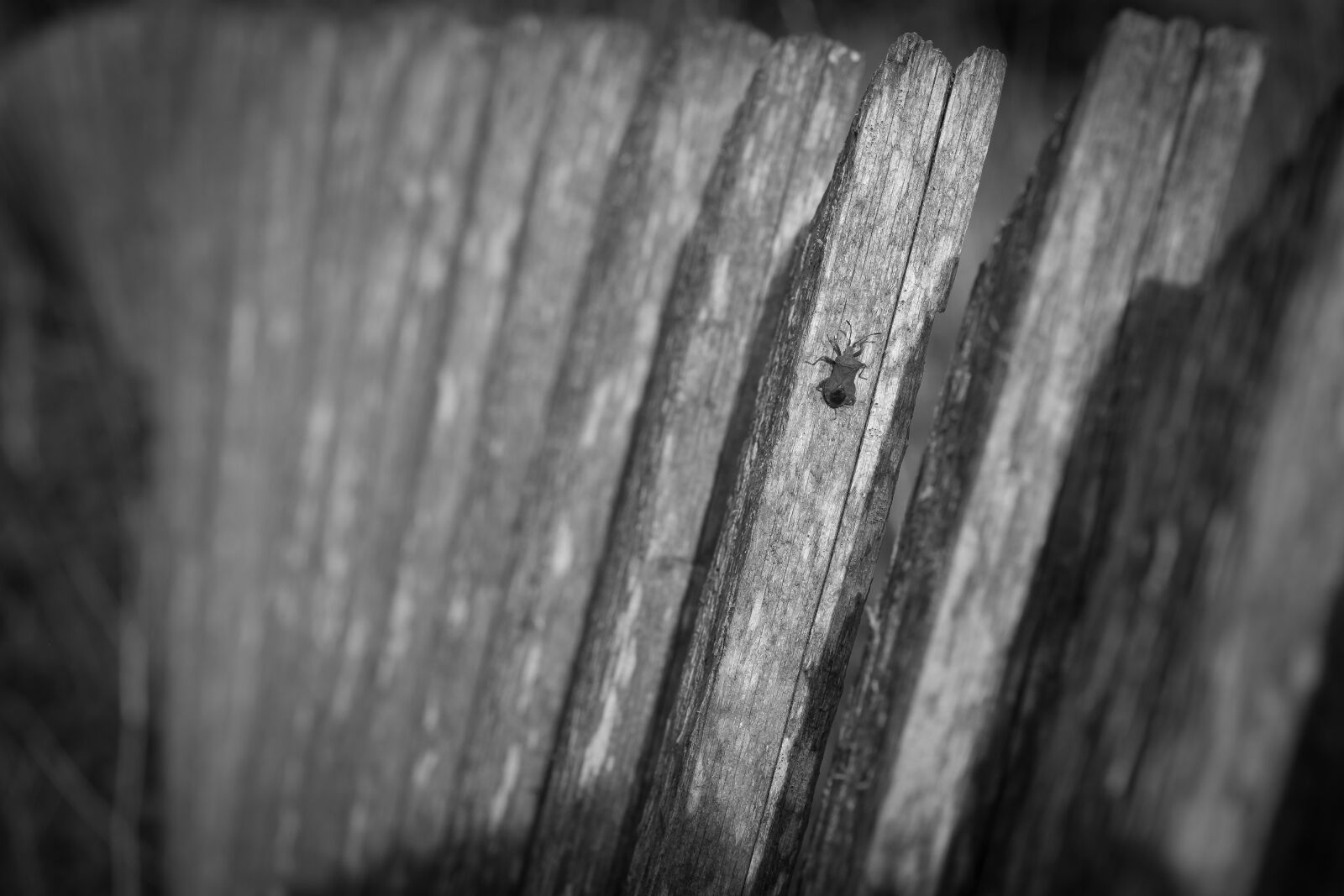 Fujifilm X-T1 sample photo. Fence, curved, insect photography