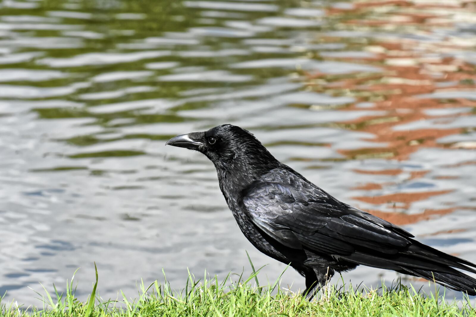 Nikon D7200 sample photo. Crow, raven bird, raven photography