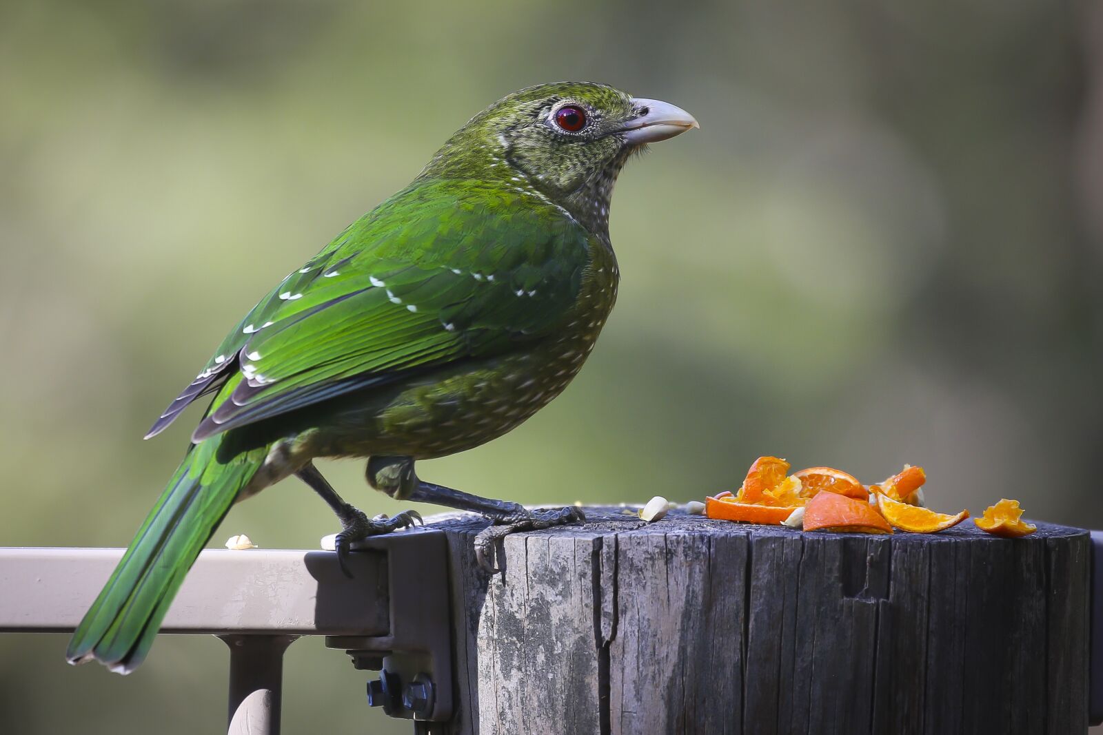 Canon EOS 5D Mark III sample photo. Animal, avian, bird photography