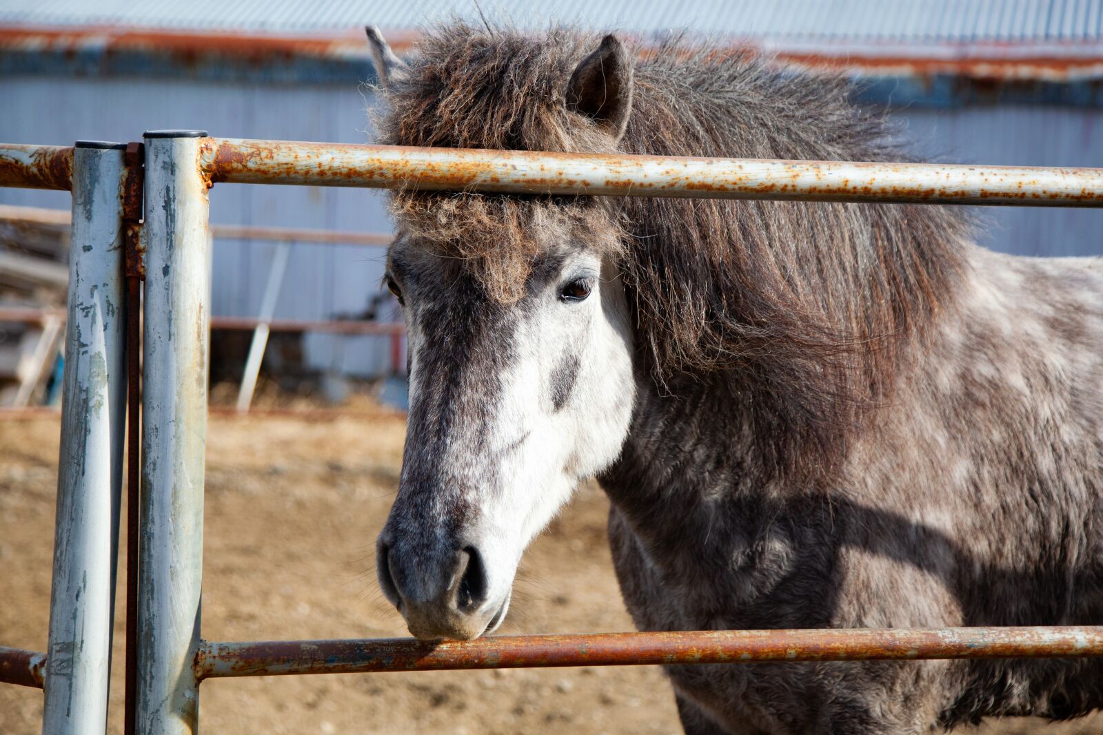 Canon EOS 5D Mark II sample photo. Horse, white and gray photography