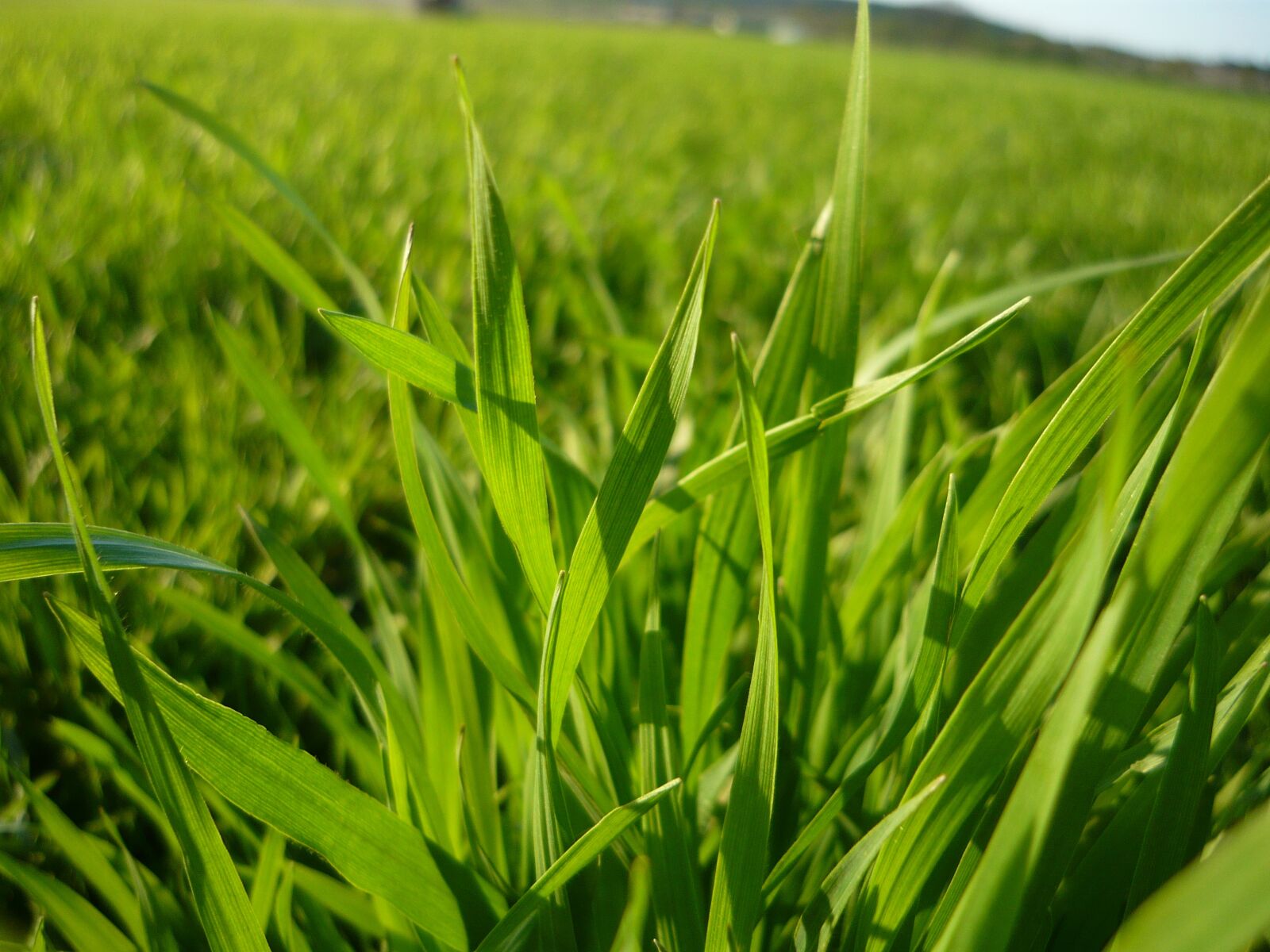 Panasonic Lumix DMC-LS80 sample photo. Grass, green, spring photography