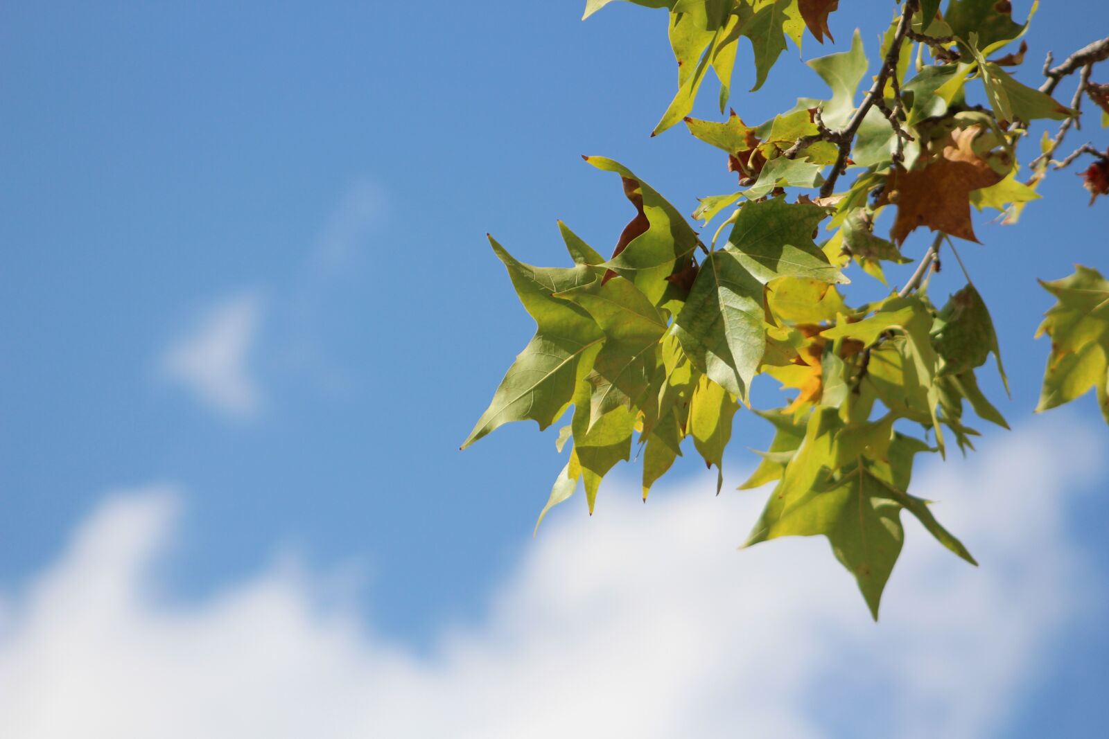 Canon EOS 700D (EOS Rebel T5i / EOS Kiss X7i) + Canon EF 75-300mm f/4-5.6 sample photo. Leaves, autumn, tree photography