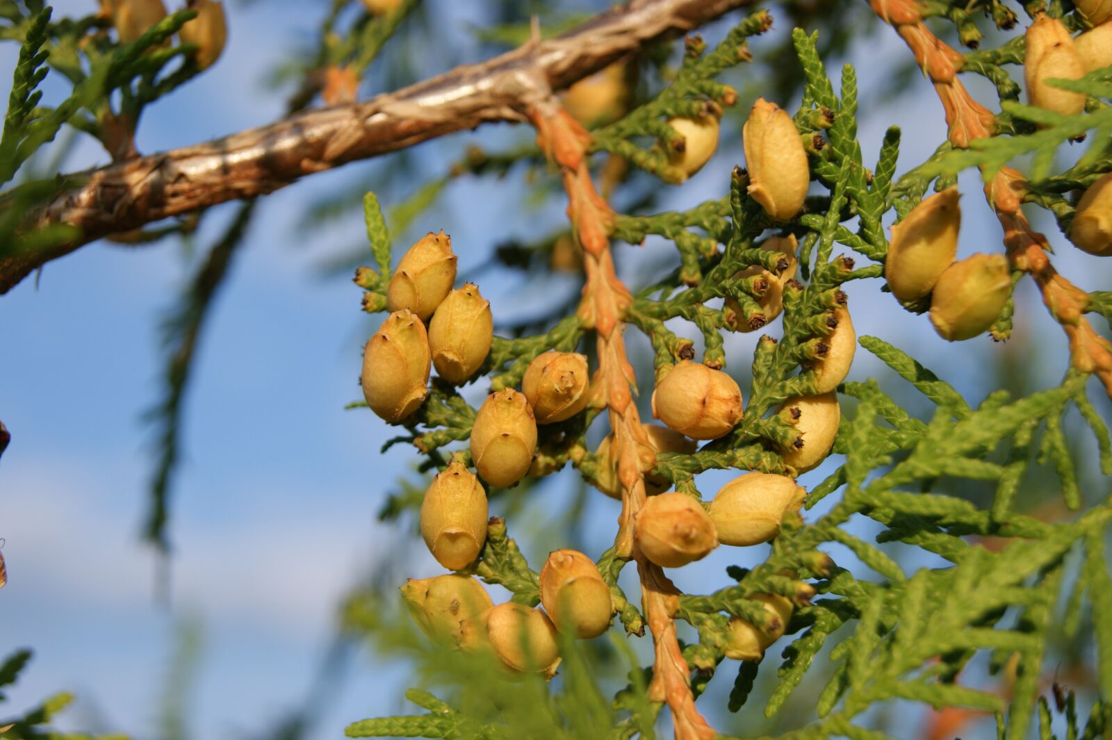 Sony Alpha DSLR-A390 sample photo. Fruit, thuja, nature photography