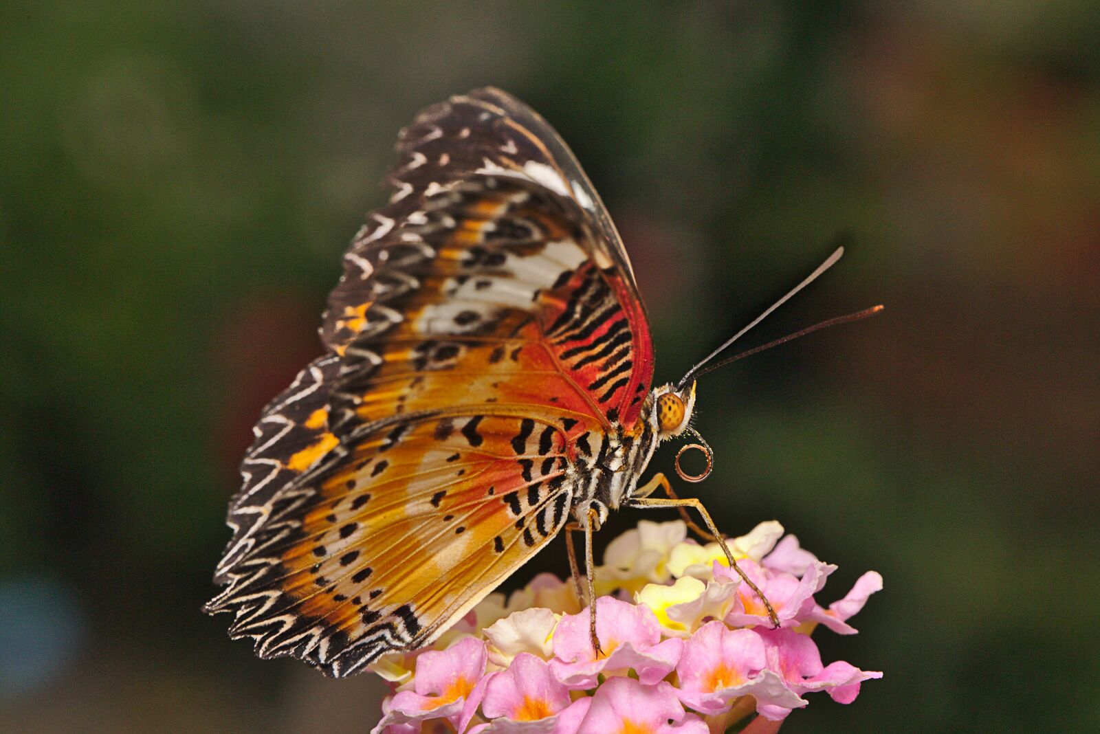 Canon EF 100mm F2.8L Macro IS USM sample photo. Butterfly, macro, flower photography