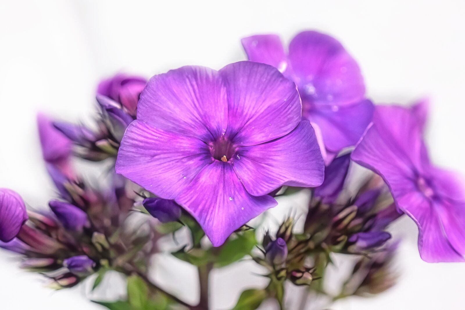 Sony FE 50mm F2.8 Macro sample photo. Flowers, purple, greenery photography