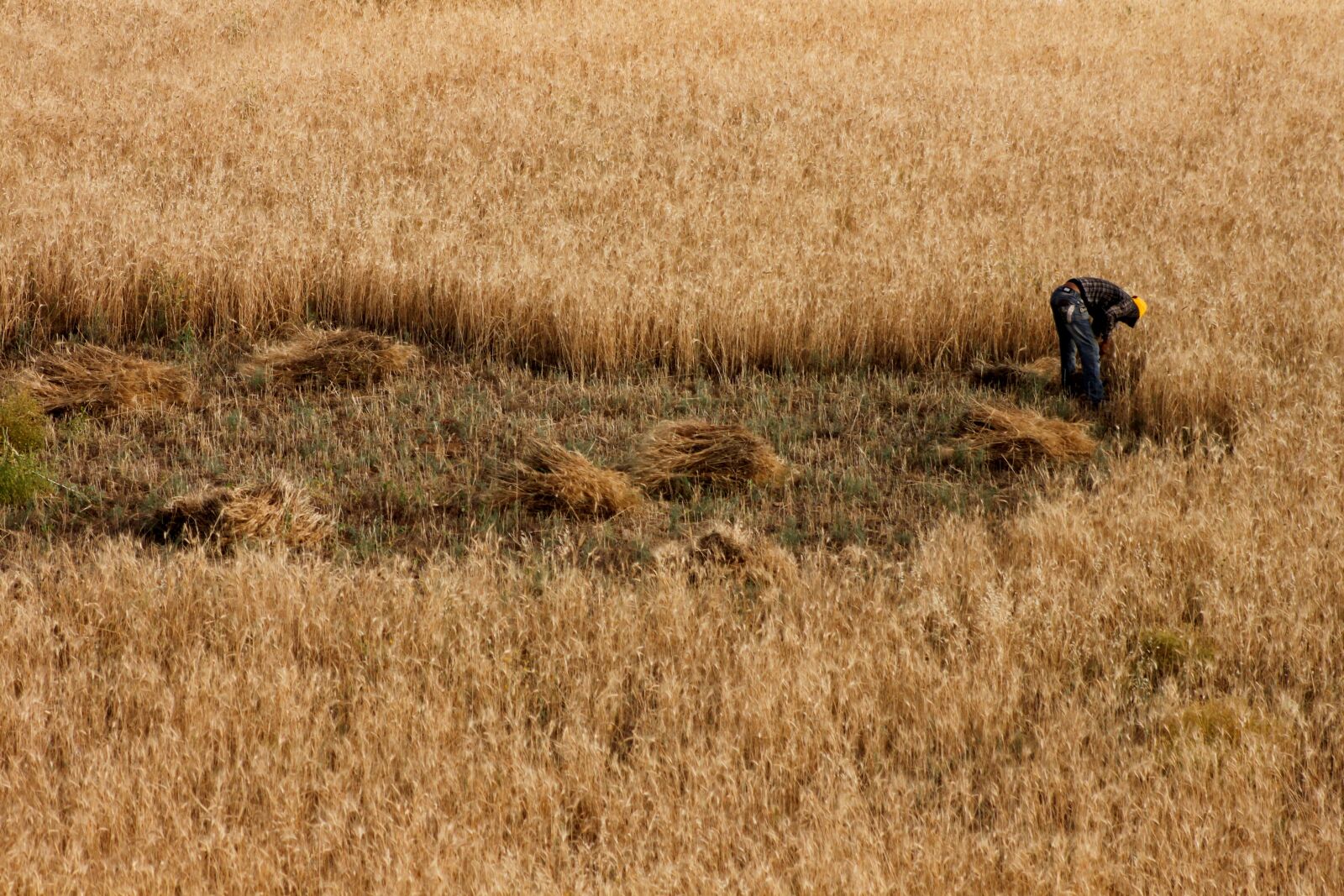 Canon EOS 500D (EOS Rebel T1i / EOS Kiss X3) sample photo. Field, wheat, orak photography
