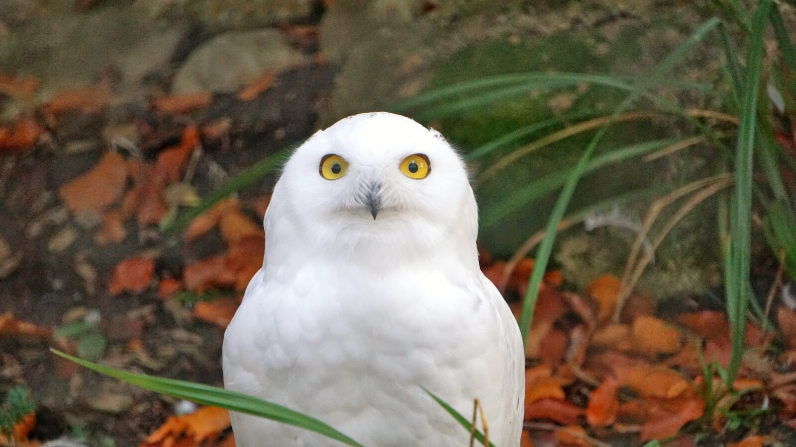 Sony E 55-210mm F4.5-6.3 OSS sample photo. Owl, zoo, nature photography