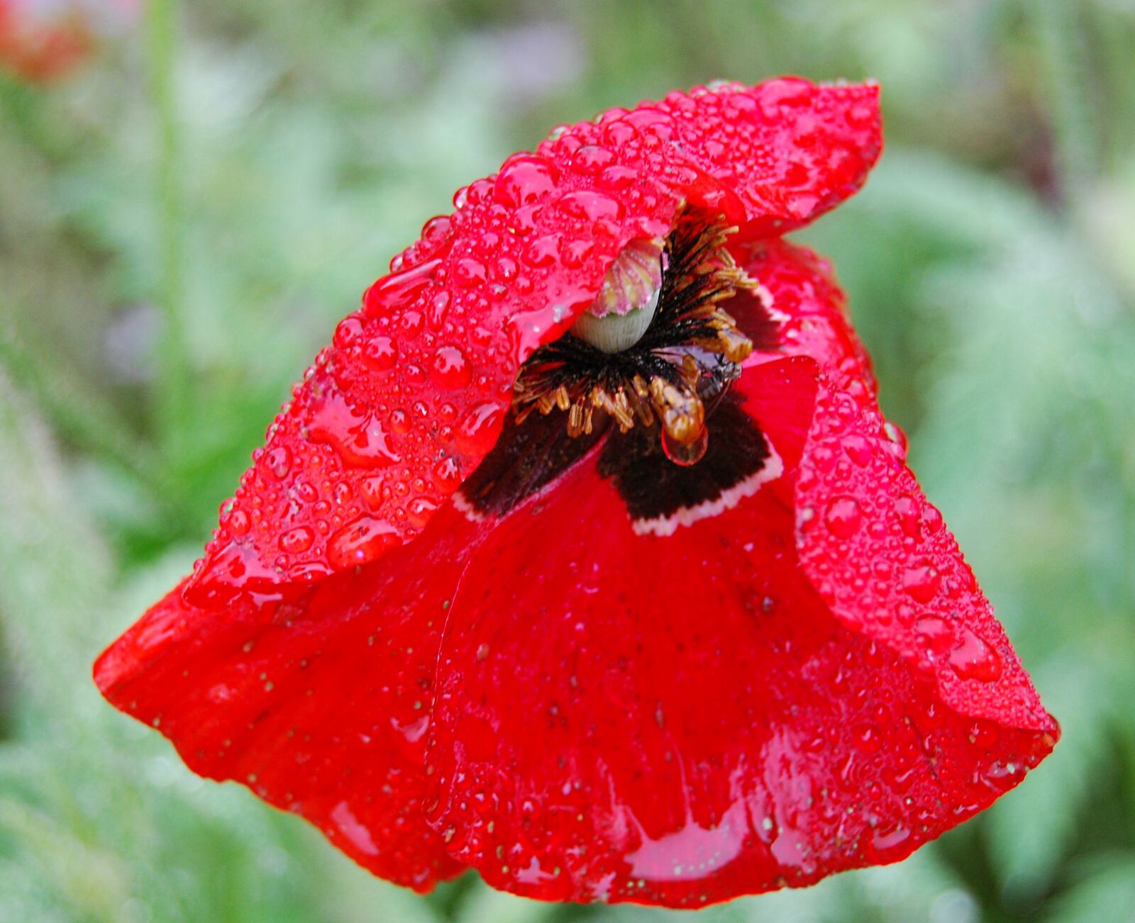 Nikon D40X sample photo. Poppy, wet, rain photography