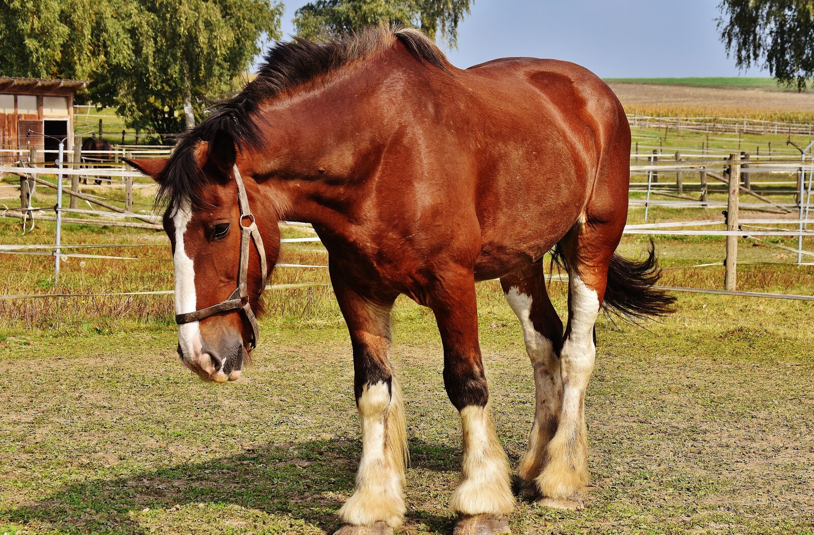 Nikon D7200 sample photo. Shire horse, horse, big photography