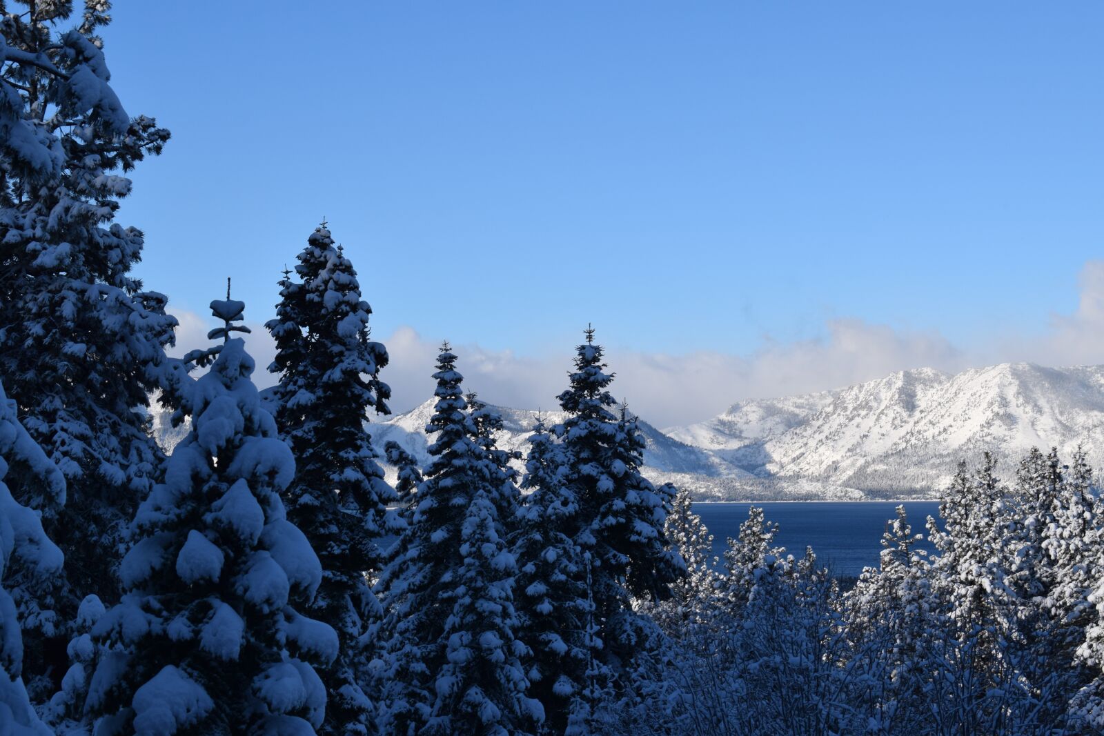 Nikon D3300 sample photo. Trees, snow, winter photography