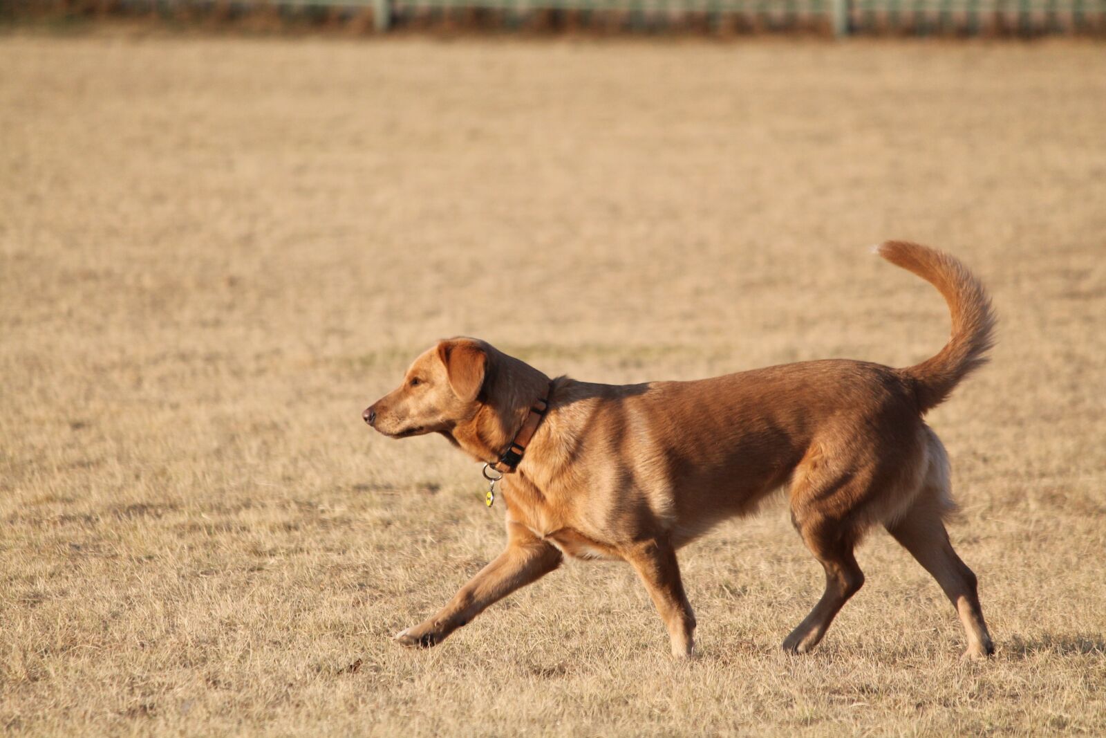 Canon EOS 1100D (EOS Rebel T3 / EOS Kiss X50) sample photo. Dog, labrador, walk photography