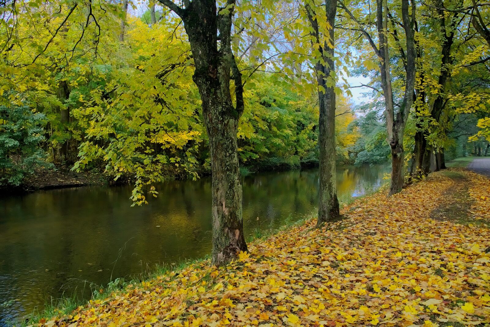Nikon D3300 sample photo. Autumn, autumn gold, clone photography