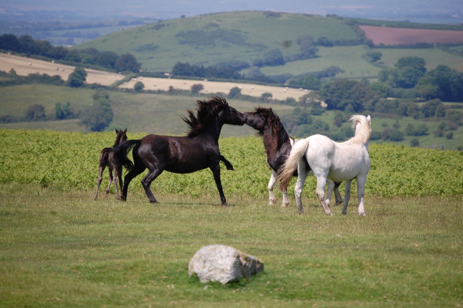 Nikon D40 sample photo. Dartmoor ponies, mare, stallion photography