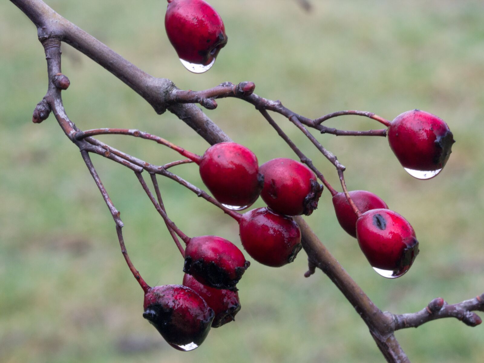 Canon EF-S 60mm F2.8 Macro USM sample photo. Berries, red, weissdorn photography