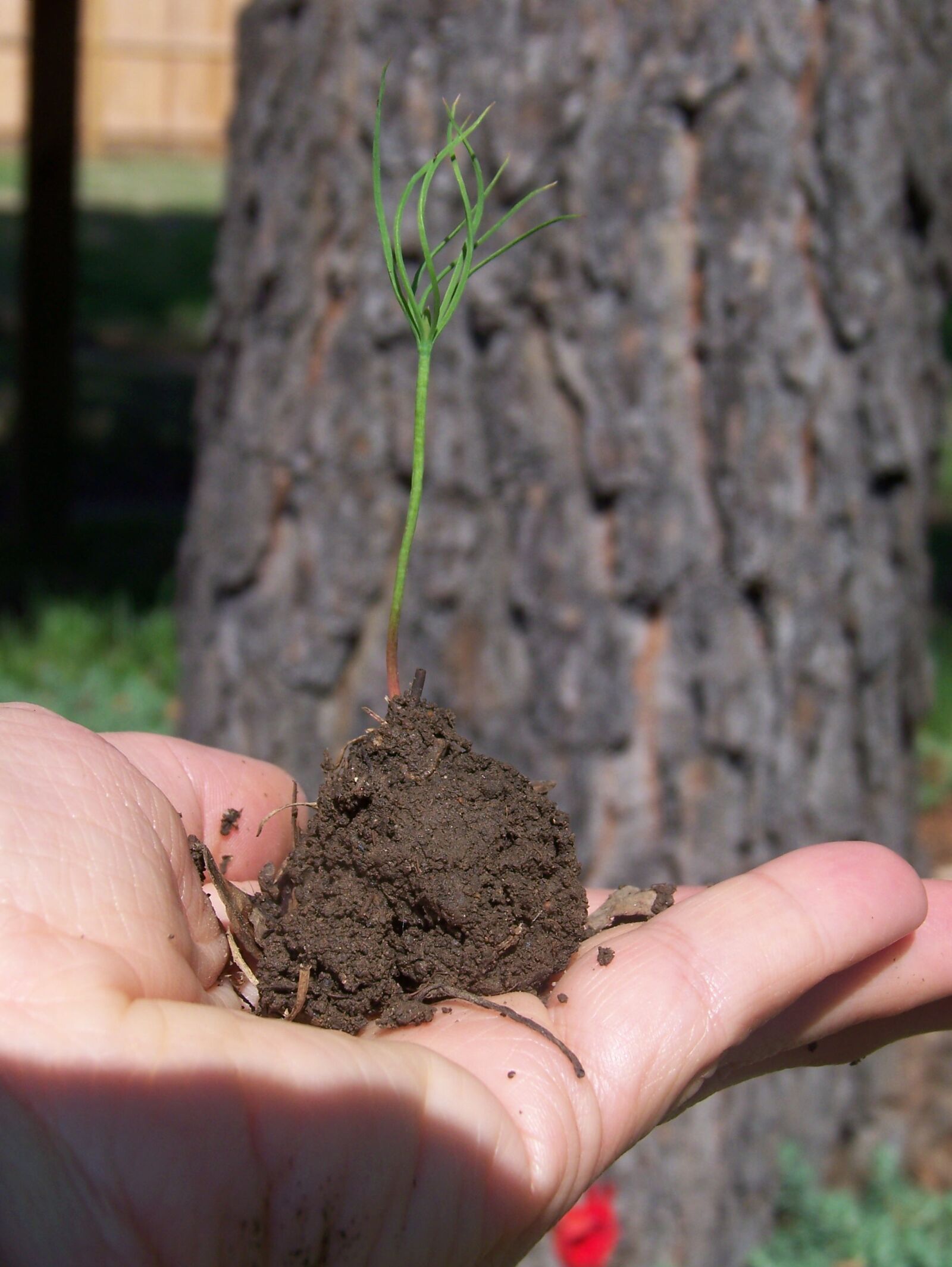 Kodak Z612 ZOOM DIGITAL CAMERA sample photo. Sprout, new life, tree photography