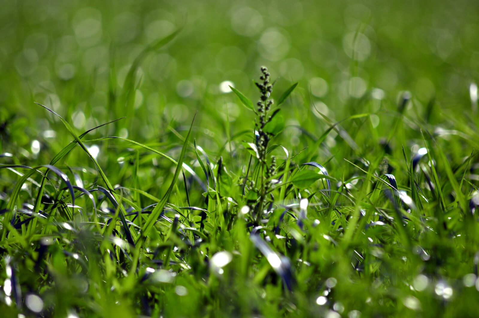 Nikon D3200 sample photo. Grass, green, nature photography