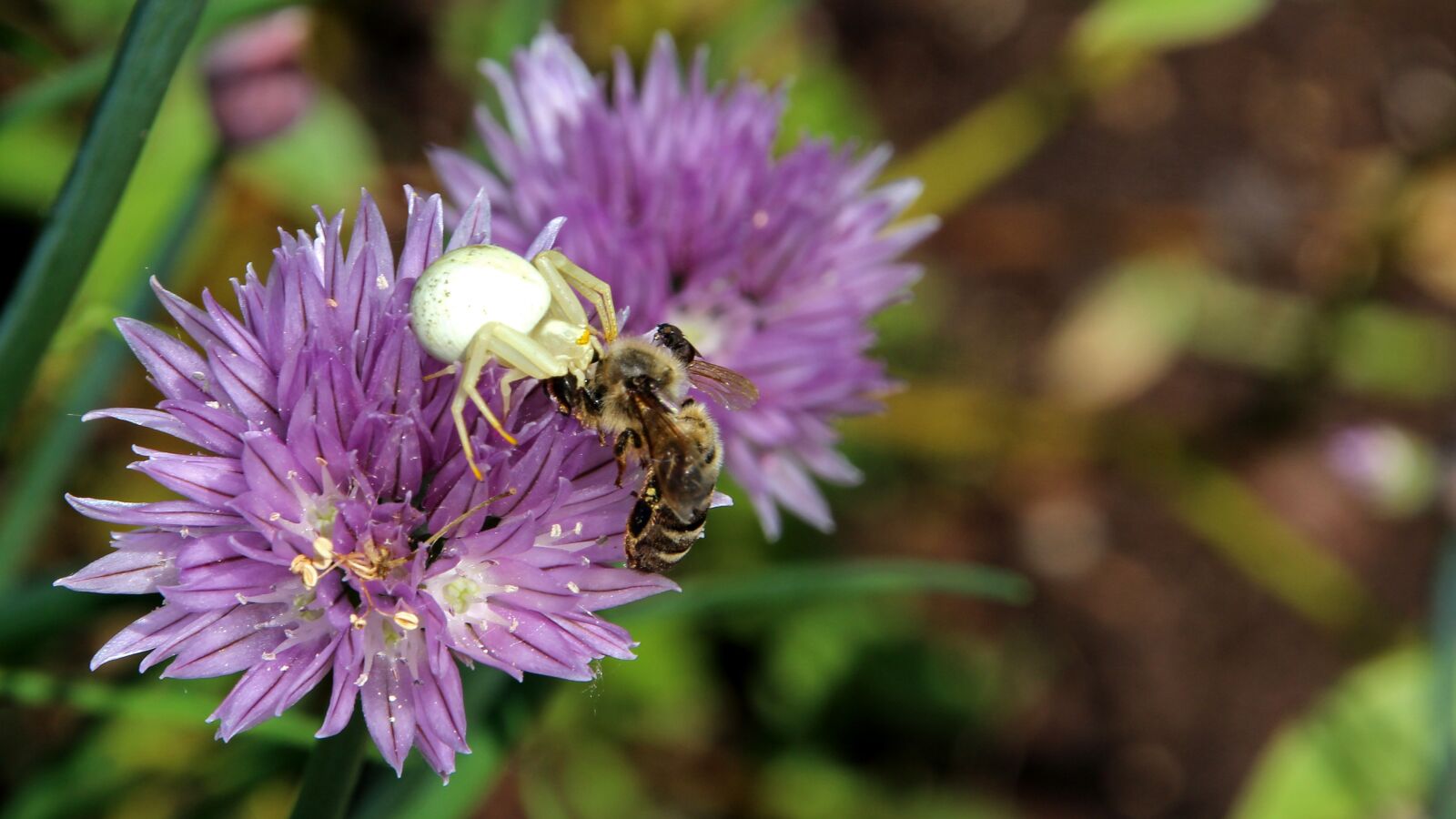 Canon EOS 600D (Rebel EOS T3i / EOS Kiss X5) sample photo. Spider, wasp, death throes photography