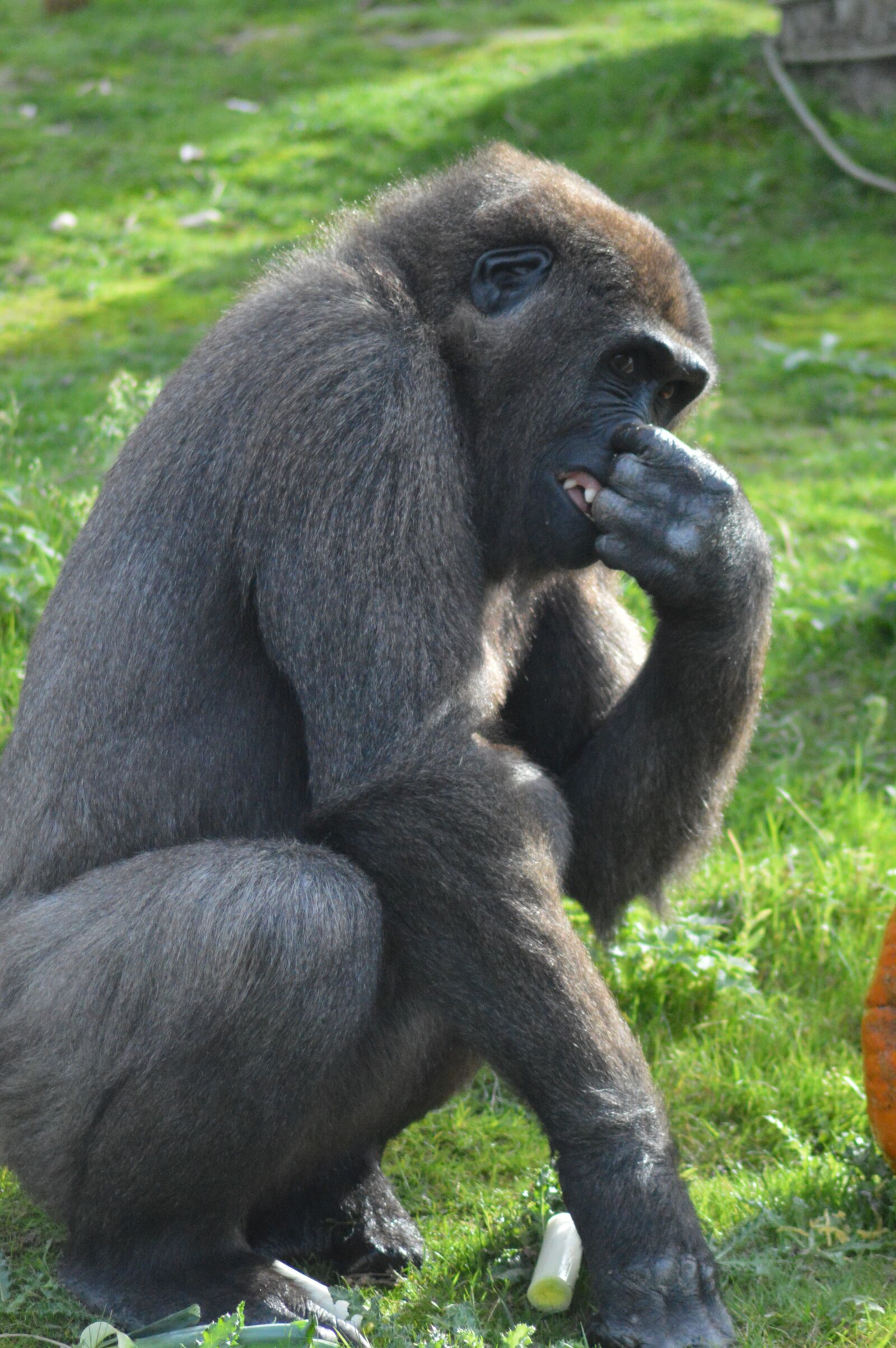 Nikon D3200 sample photo. Animal, monkey, gorilla photography
