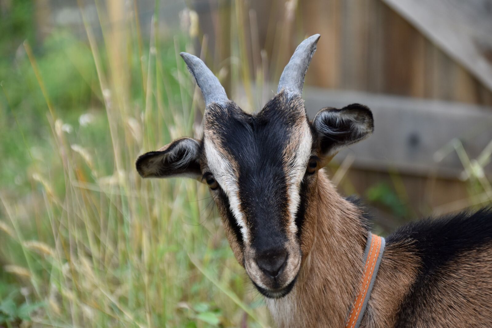 Nikon D5600 sample photo. Goat, goat horns, animal photography