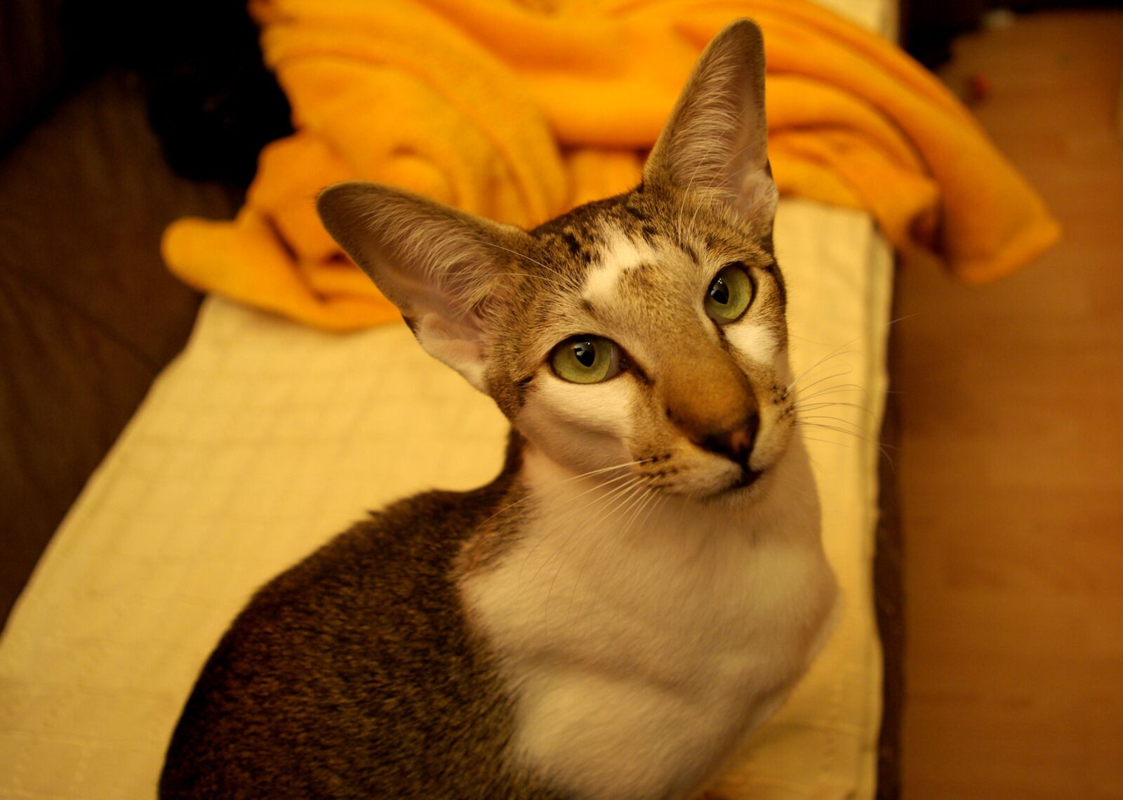 Pentax K10D sample photo. Oriental shorthair, cat, animal photography
