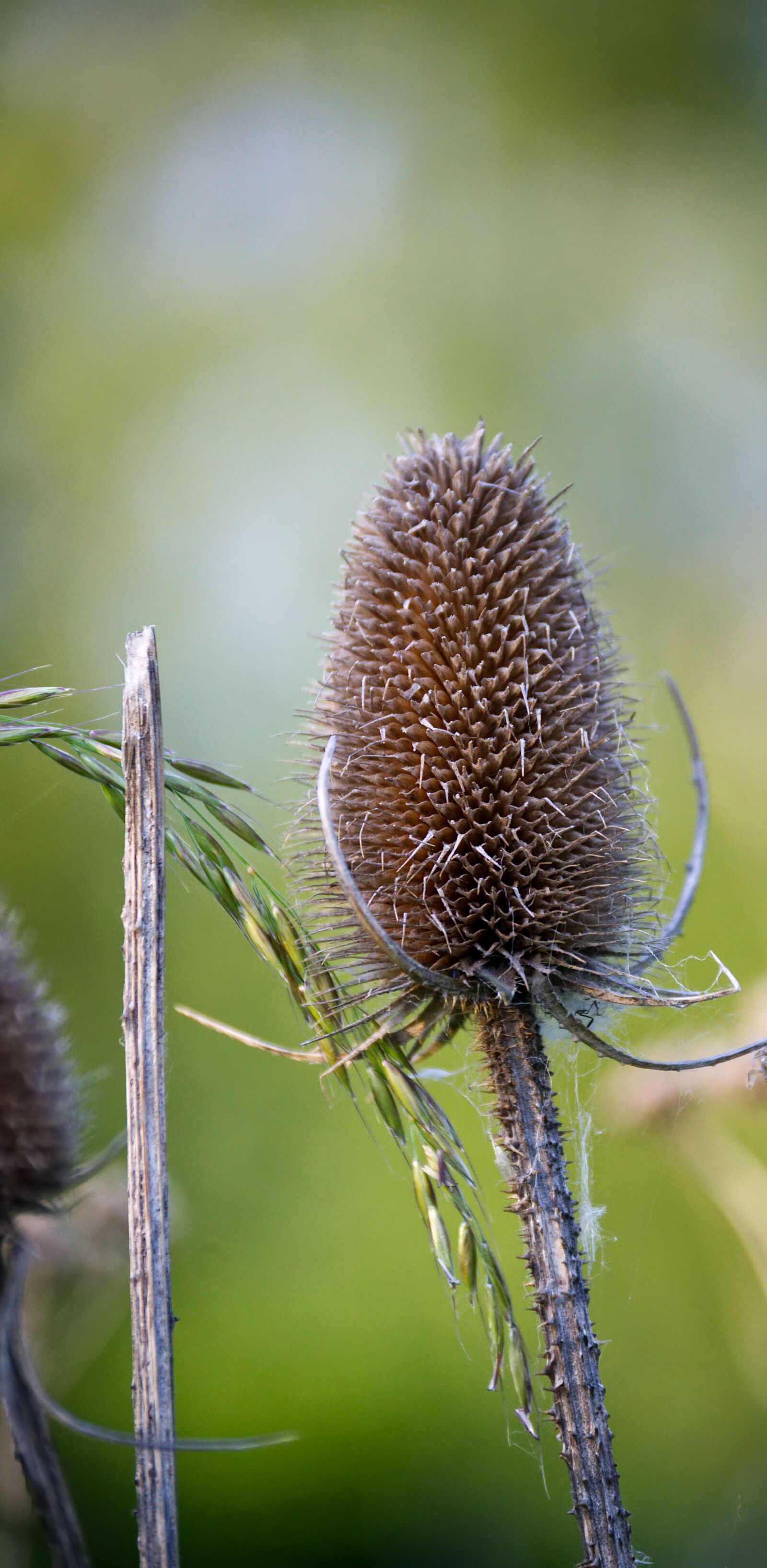Nikon D3100 sample photo. Thistle, brown, flower photography