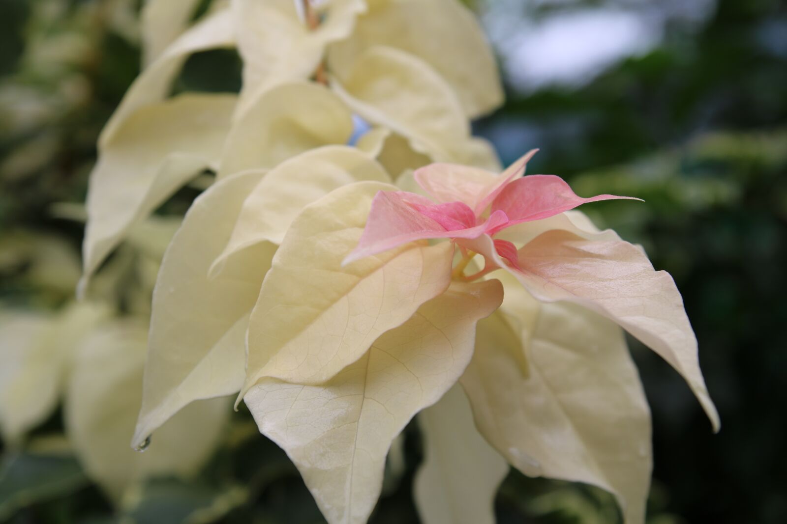 Tamron SP AF 17-50mm F2.8 XR Di II LD Aspherical (IF) sample photo. Flower, asia, wellness photography