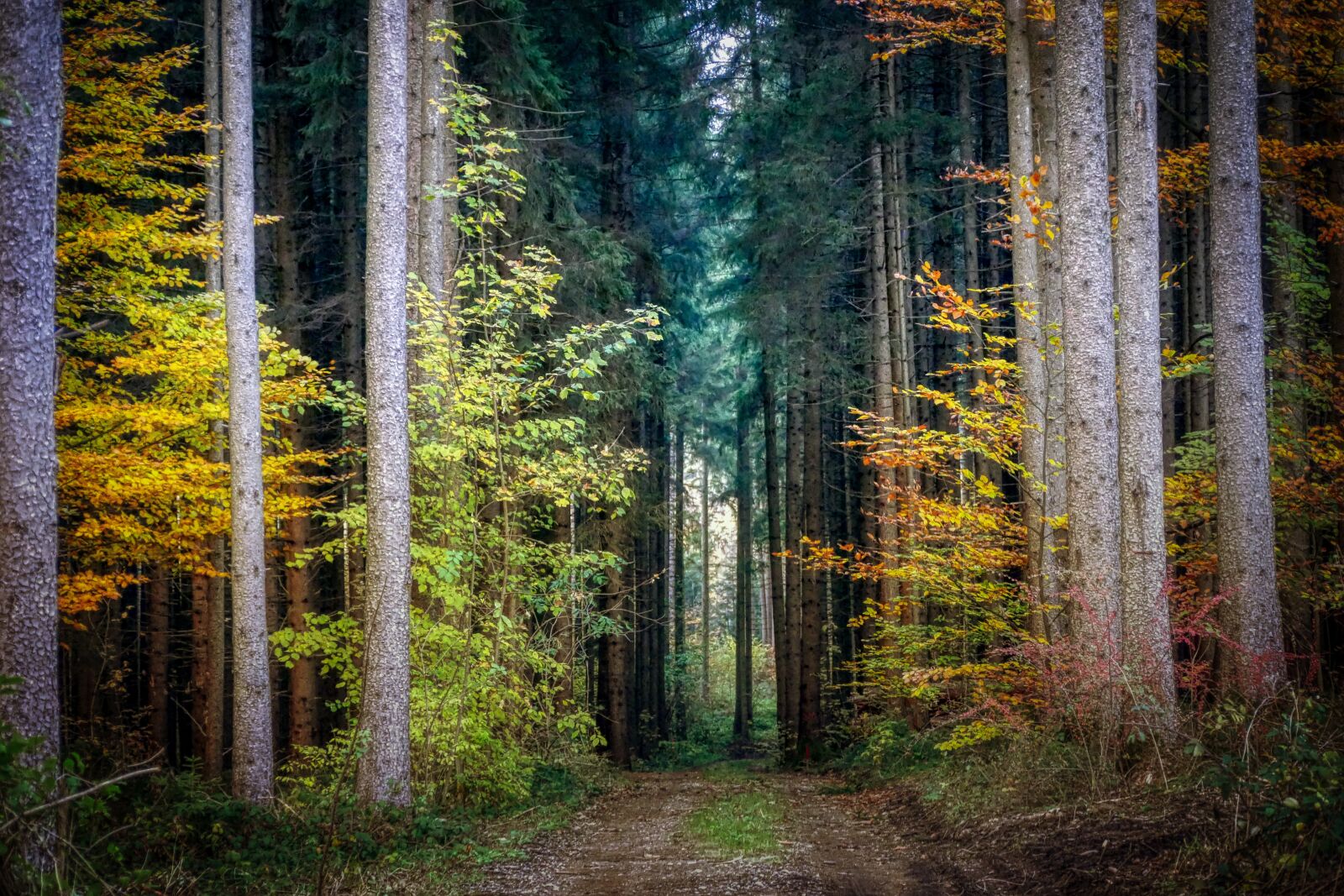 Panasonic Lumix DMC-GX8 sample photo. Forest, autumn, nature photography