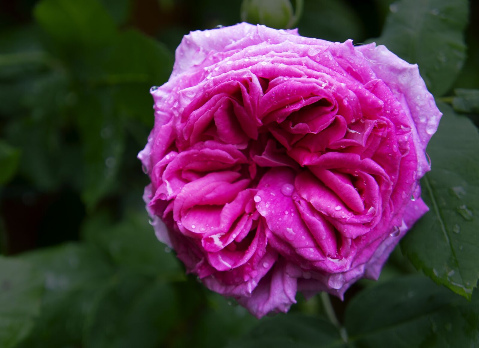 Sony Alpha NEX-3 + Sony E 18-55mm F3.5-5.6 OSS sample photo. Pink, garden, roses photography