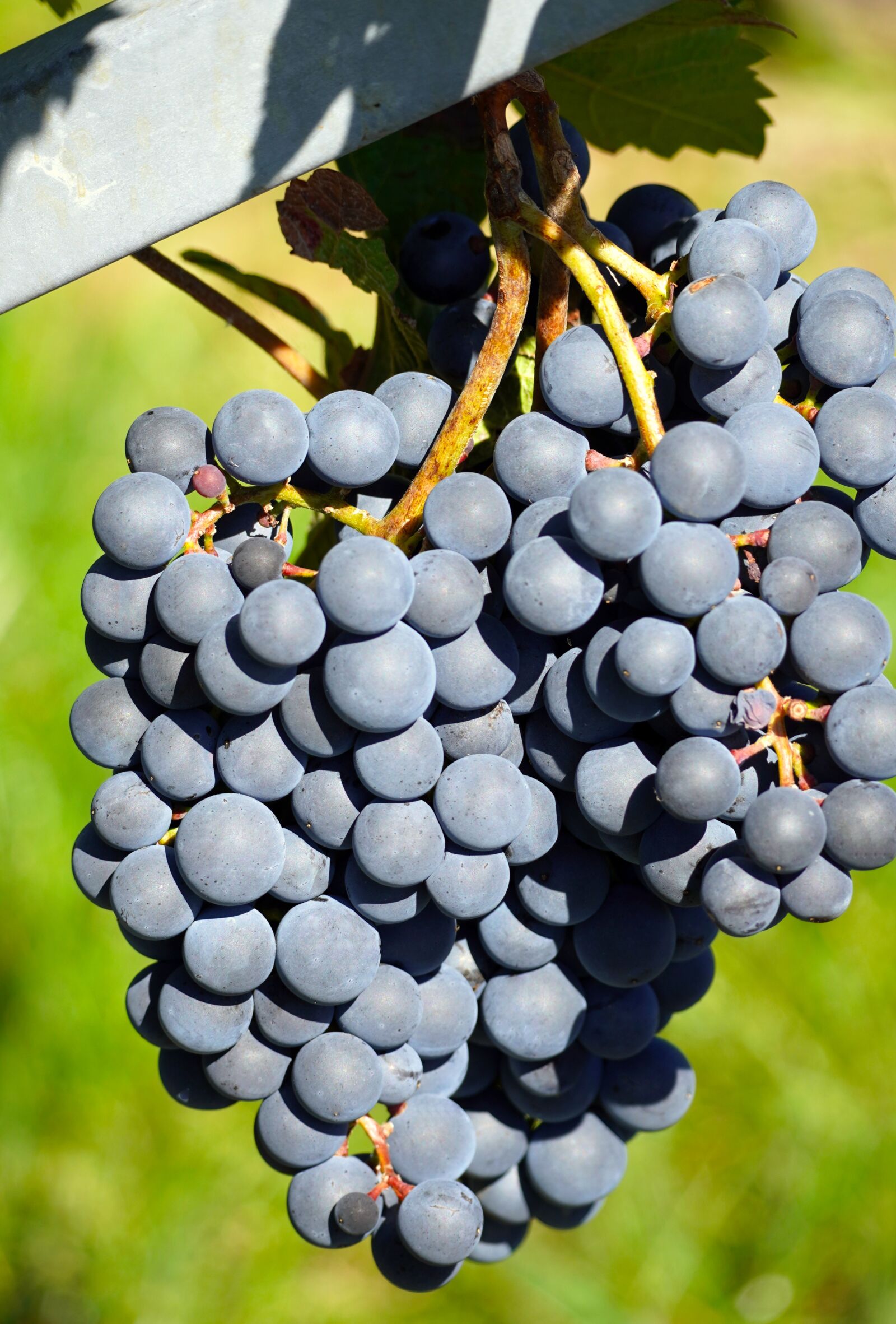 Sony E 70-350mm F4.5-6.3 G OSS sample photo. Grapes, ripe, vine photography