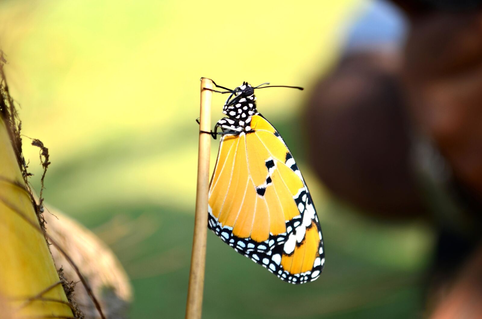 Nikon D5100 sample photo. Butterfly, beautiful, monarch butterfly photography