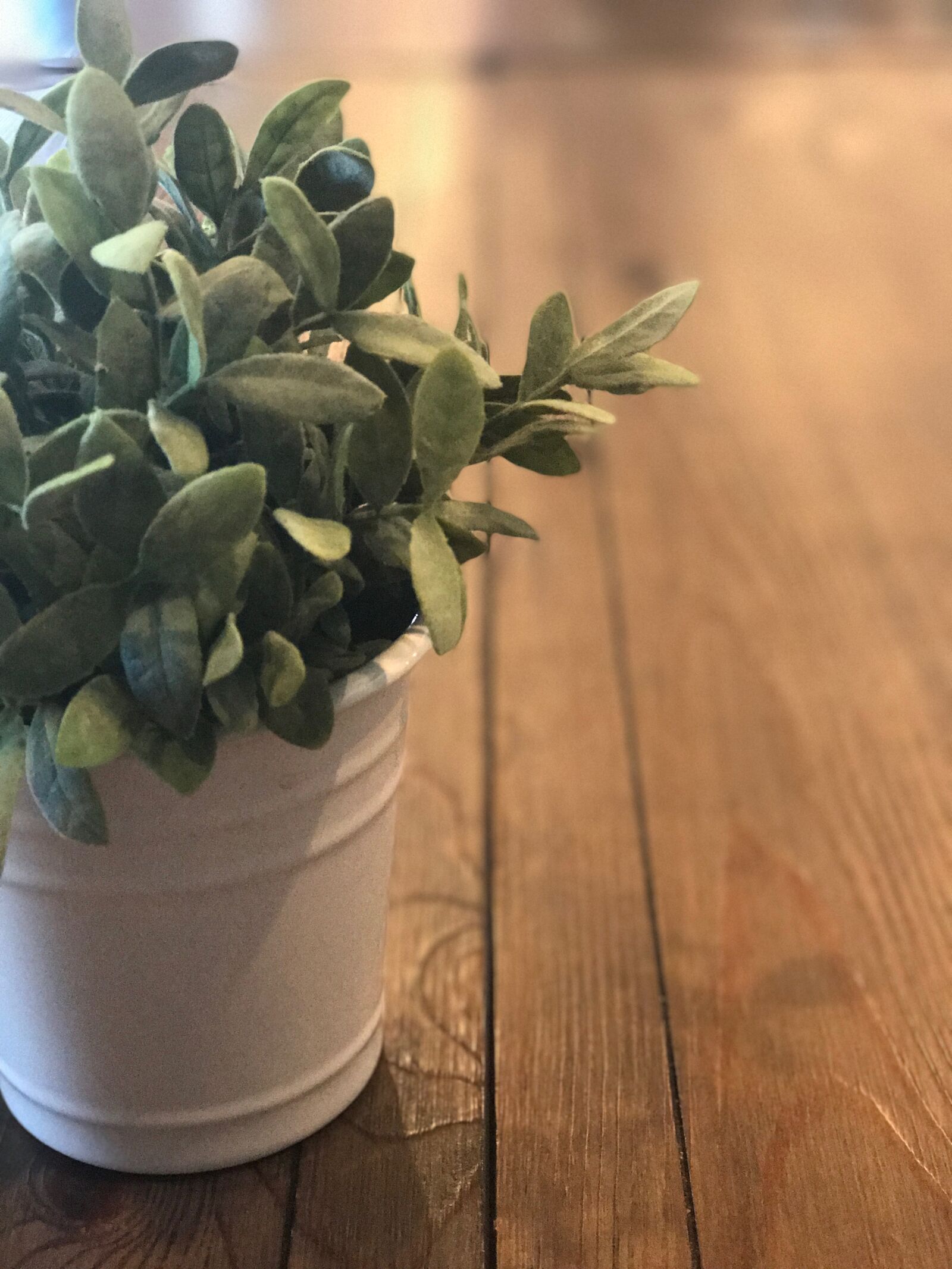 Apple iPhone 7 Plus sample photo. Plant, table photography