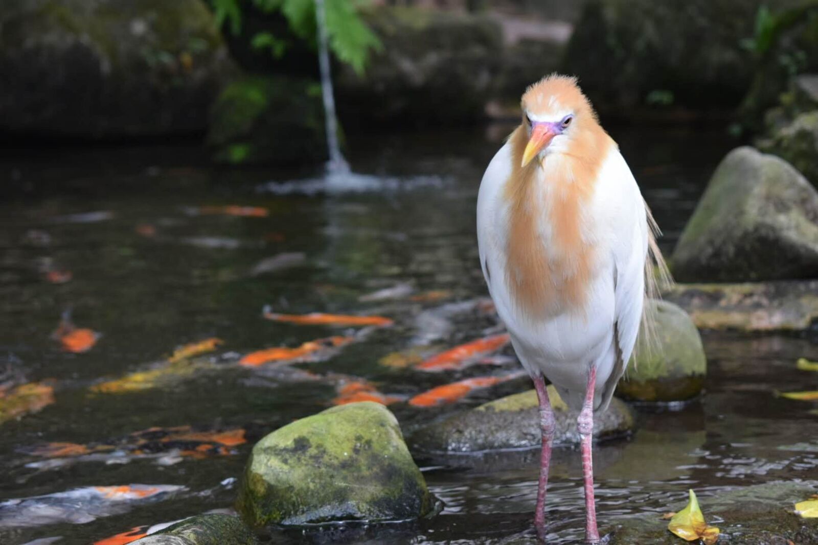 Nikon D5300 sample photo. Bird, water, nature photography