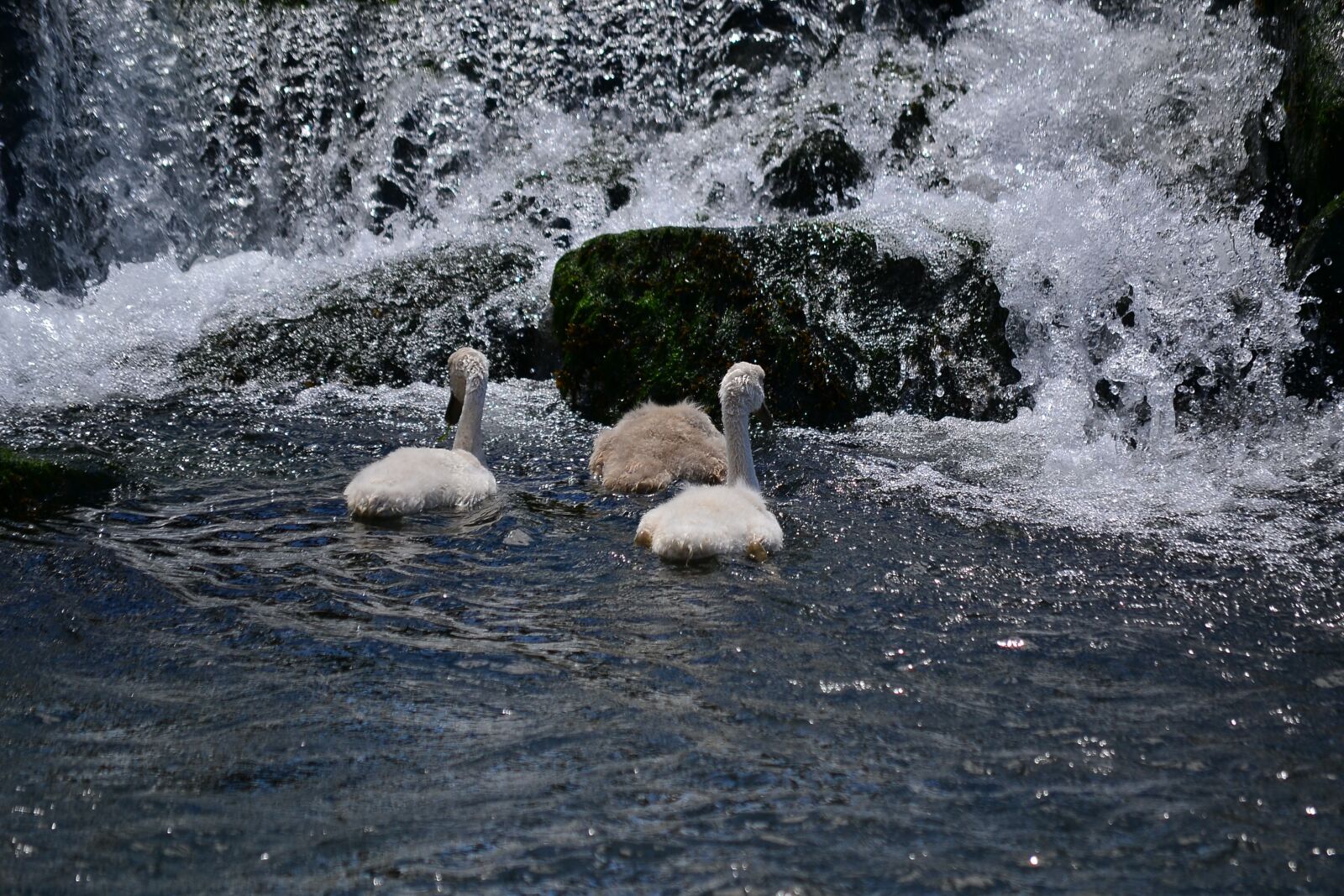 Nikon D3100 sample photo. Swans, ave, nature photography