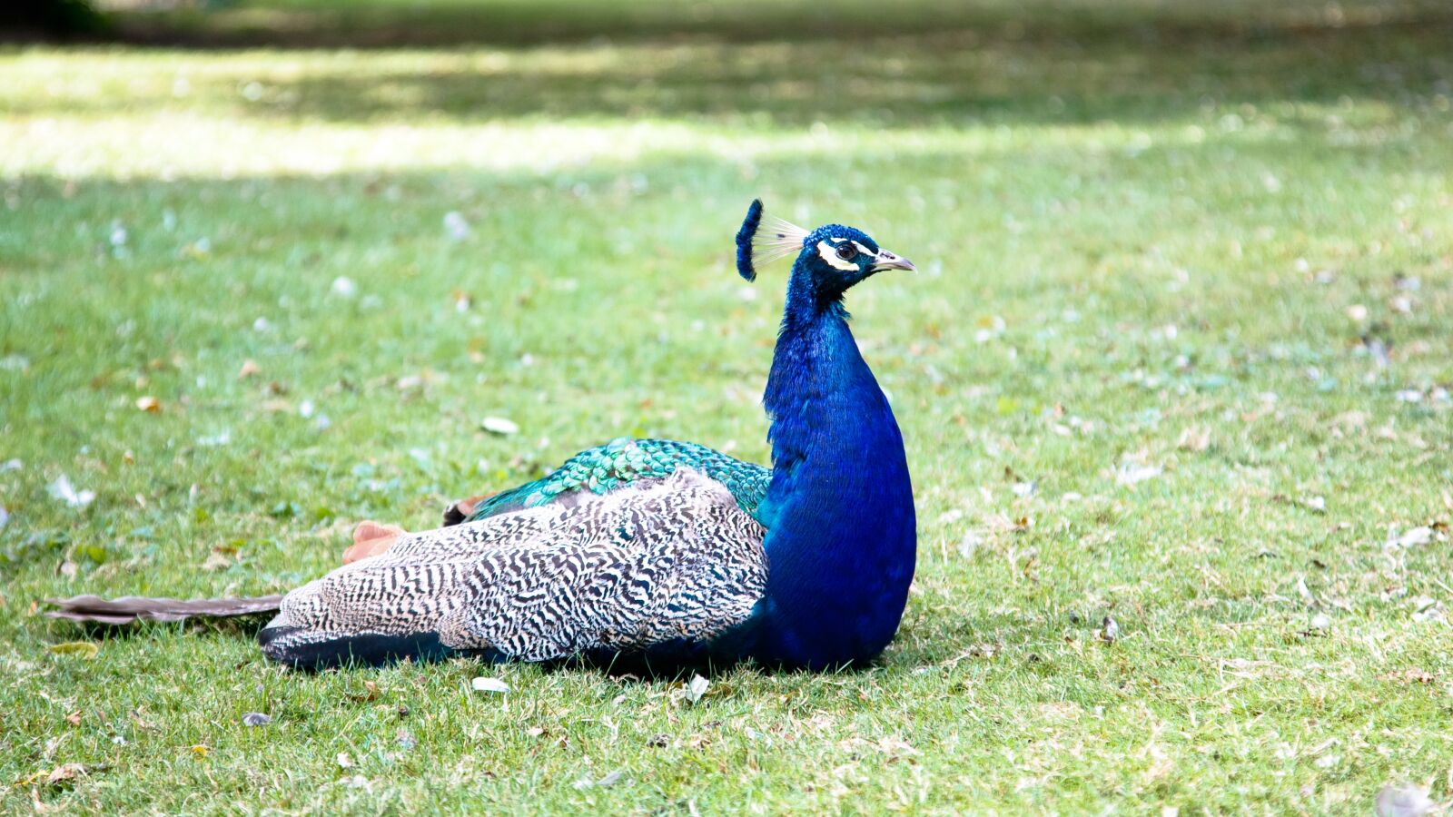 Canon EOS 5D + Canon EF 24-105mm F4L IS USM sample photo. Peacock, bird, nature photography