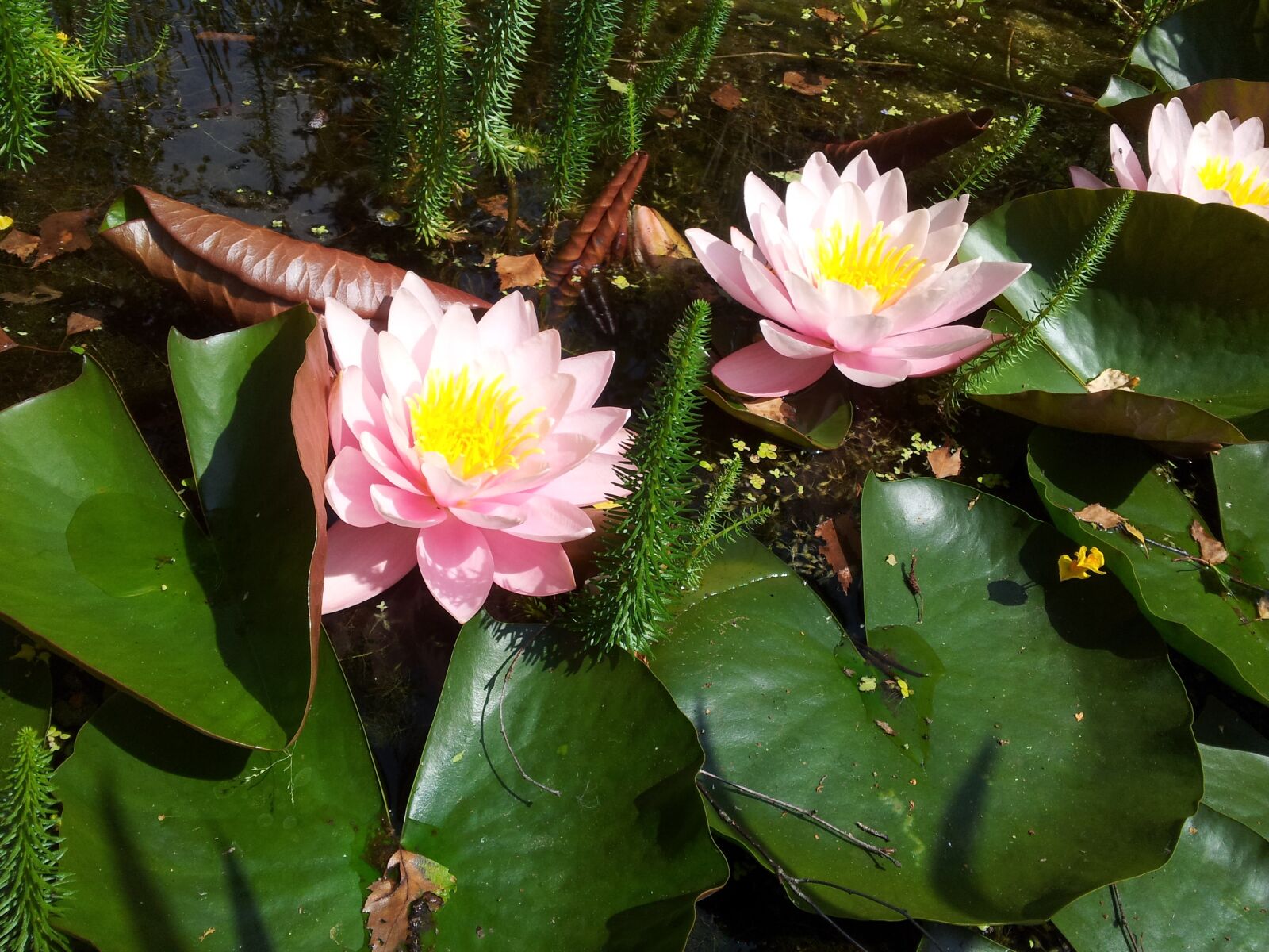 Samsung Galaxy S2 sample photo. Water lily, pink, blossom photography