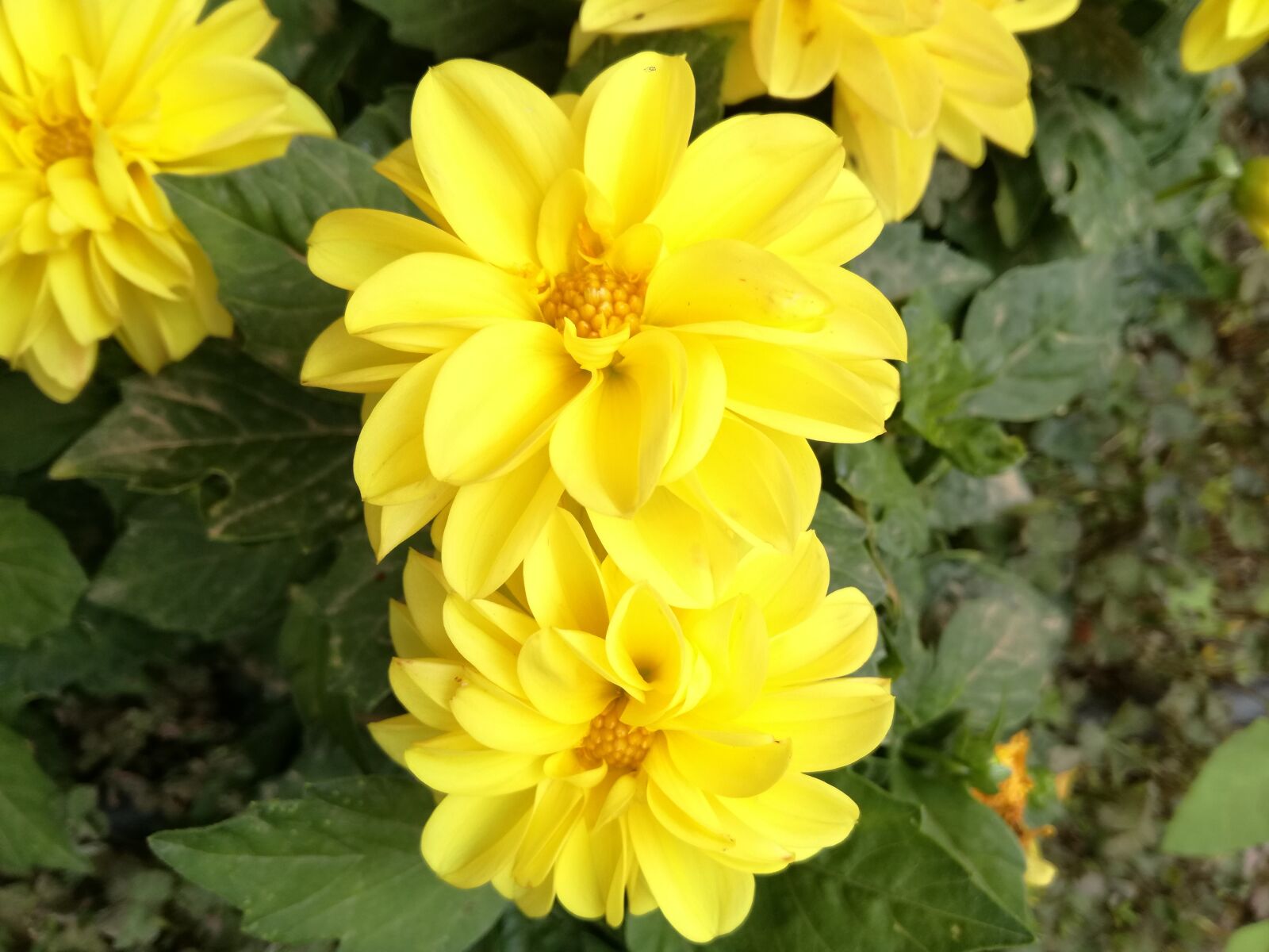 HUAWEI P9 LITE sample photo. Flowers, garden, yellow photography