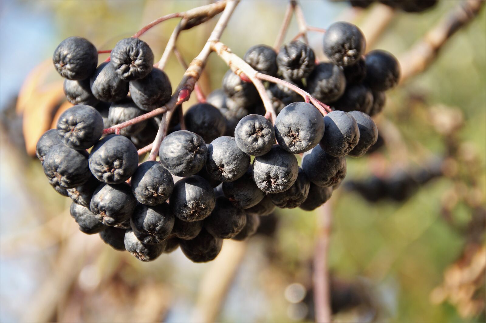Sony SLT-A58 sample photo. Fruits, aronia, black photography