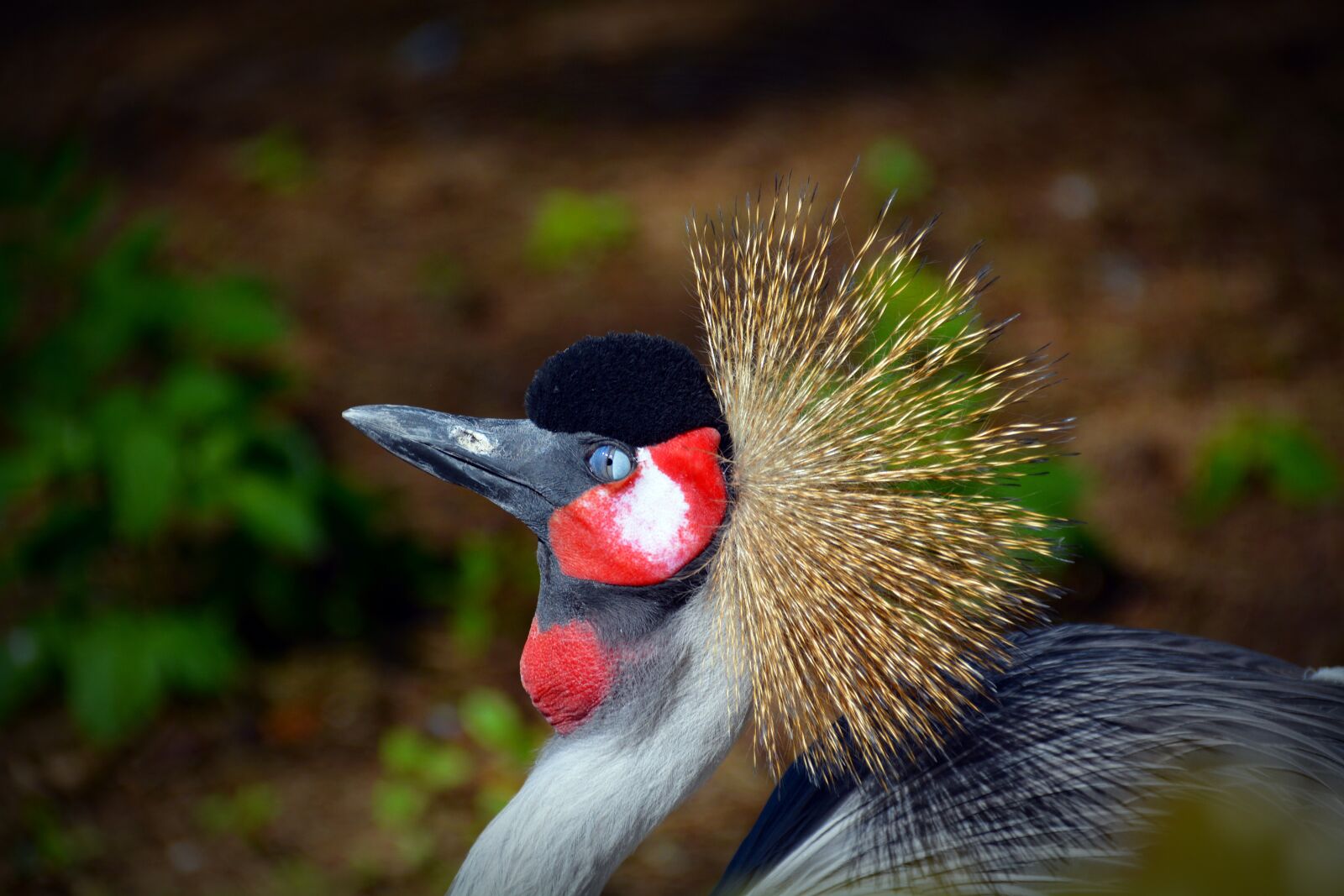 Nikon D5200 sample photo. Grey crowned crane, crane photography