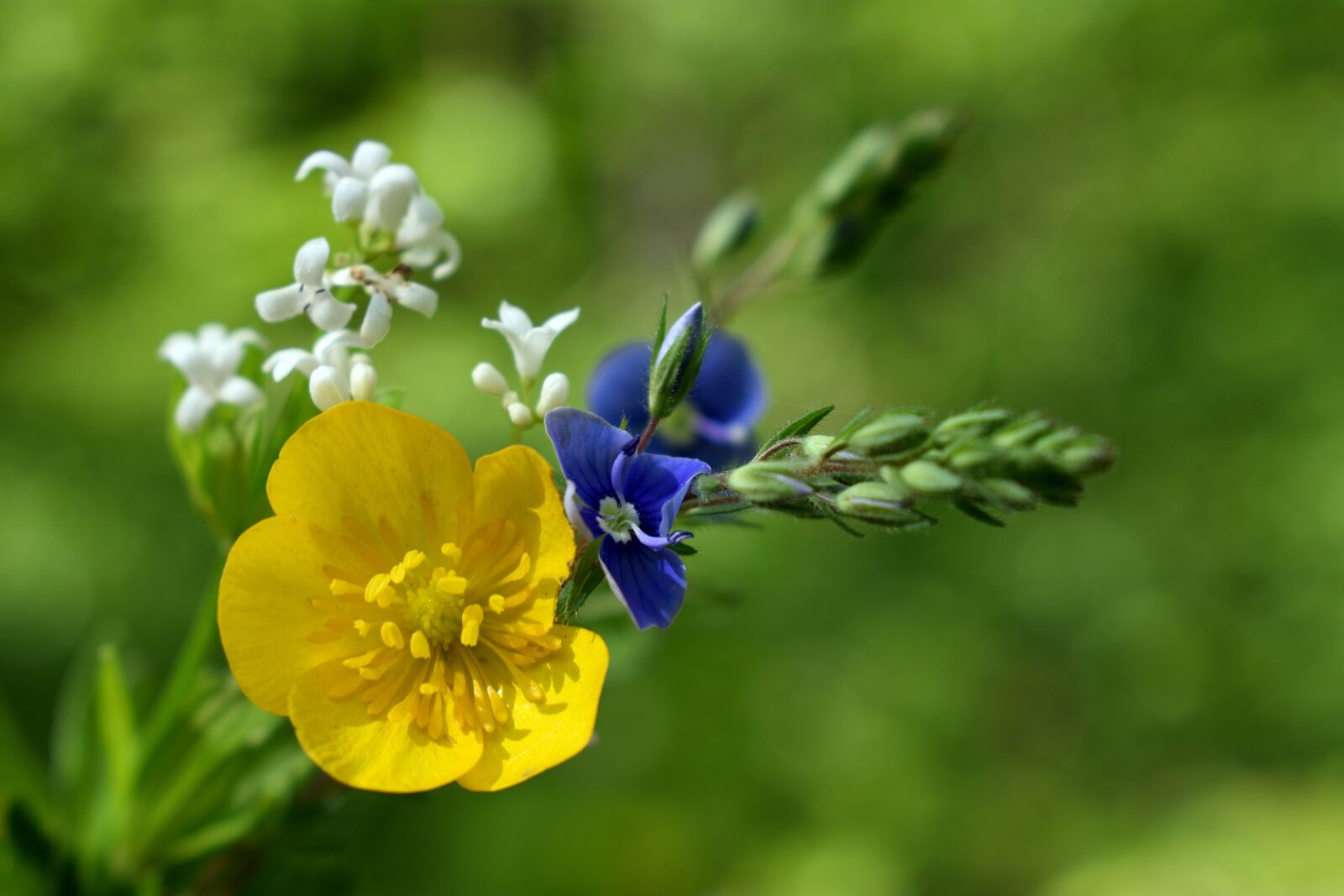 Nikon D3400 sample photo. Park, flowers spring, yellow photography