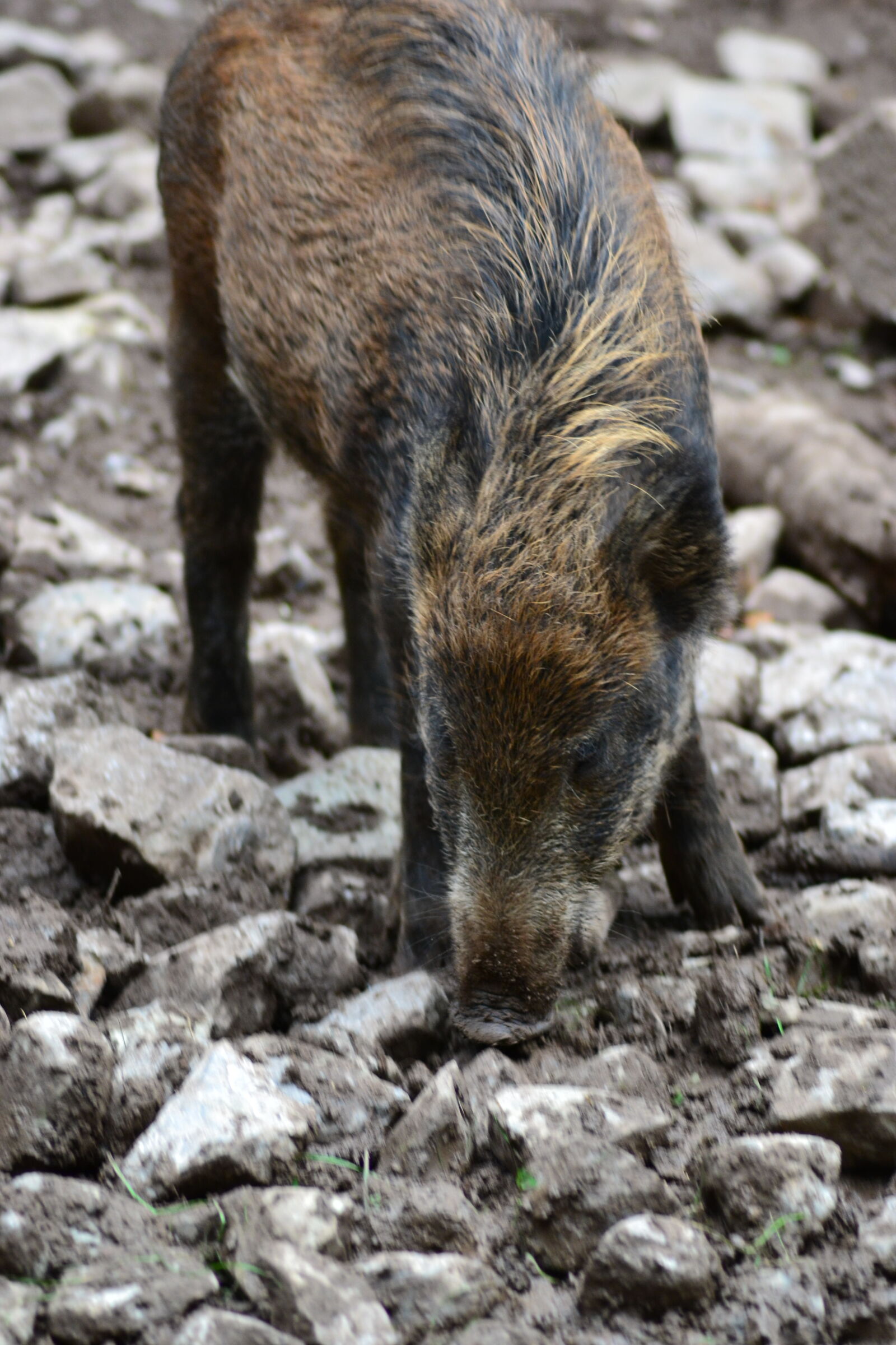 Nikon D3100 sample photo. Animal, animal, park, pig photography
