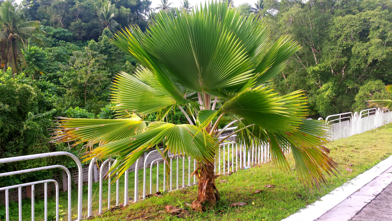 Samsung Galaxy S4 sample photo