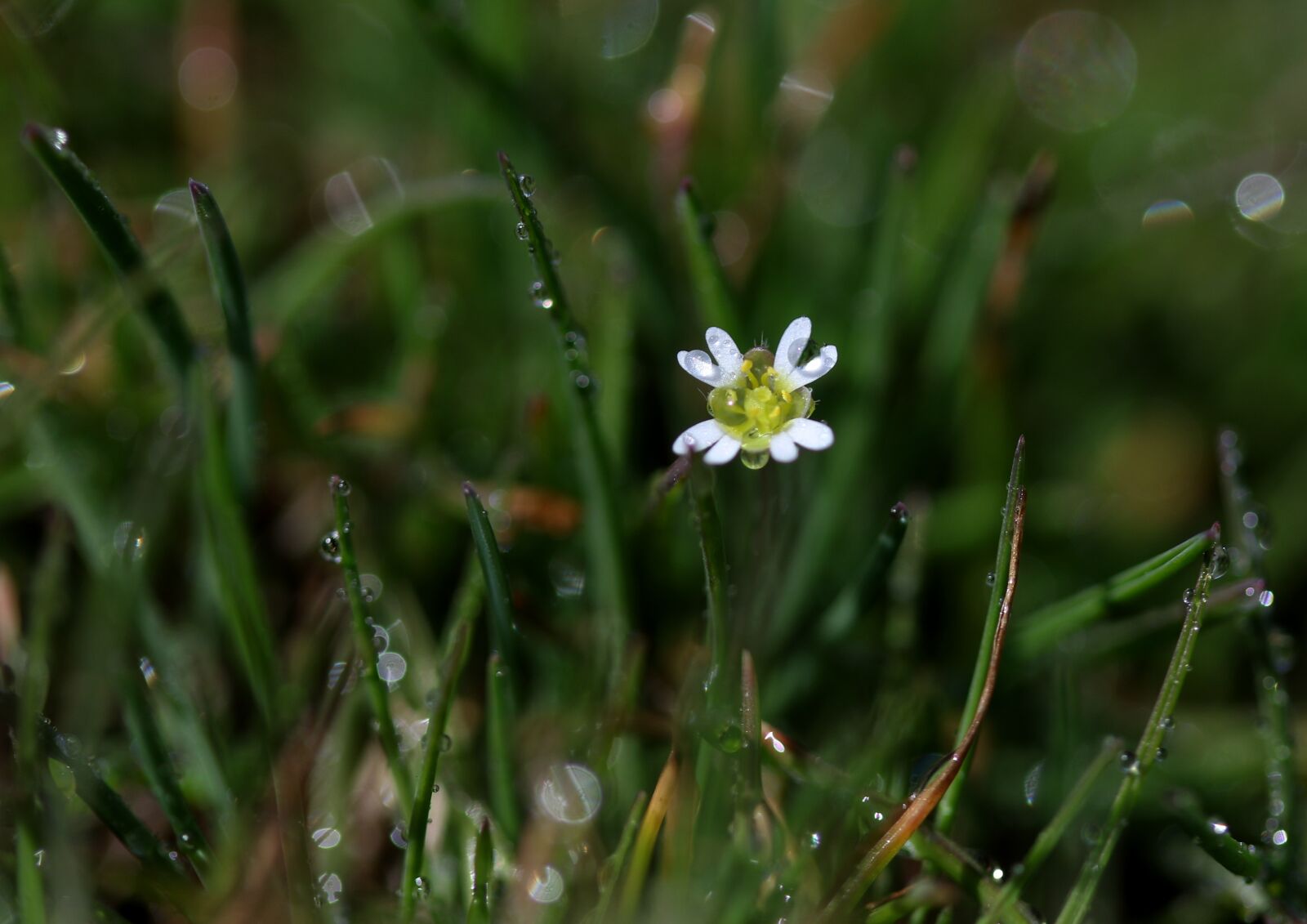 Canon EF-S 60mm F2.8 Macro USM sample photo. Flower, white, spring photography