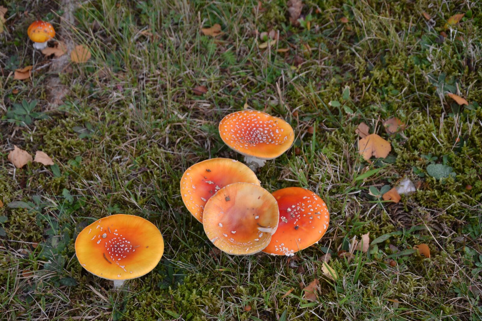 Nikon D3100 sample photo. Fungus, grass, nature photography